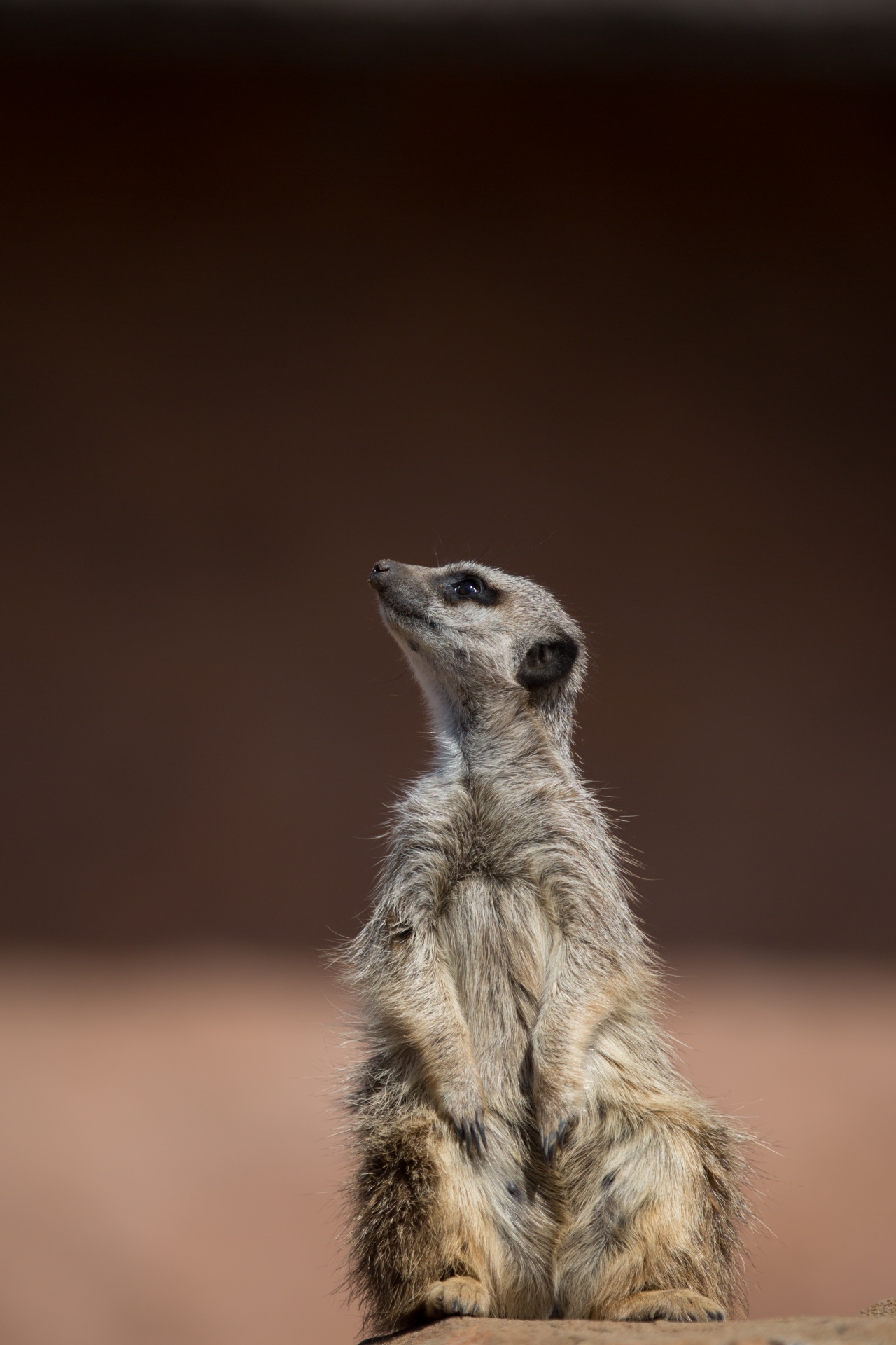 zoo meerkat meercat free photo