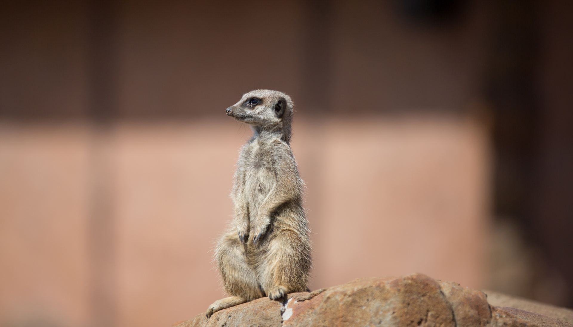 zoo meerkat meercat free photo