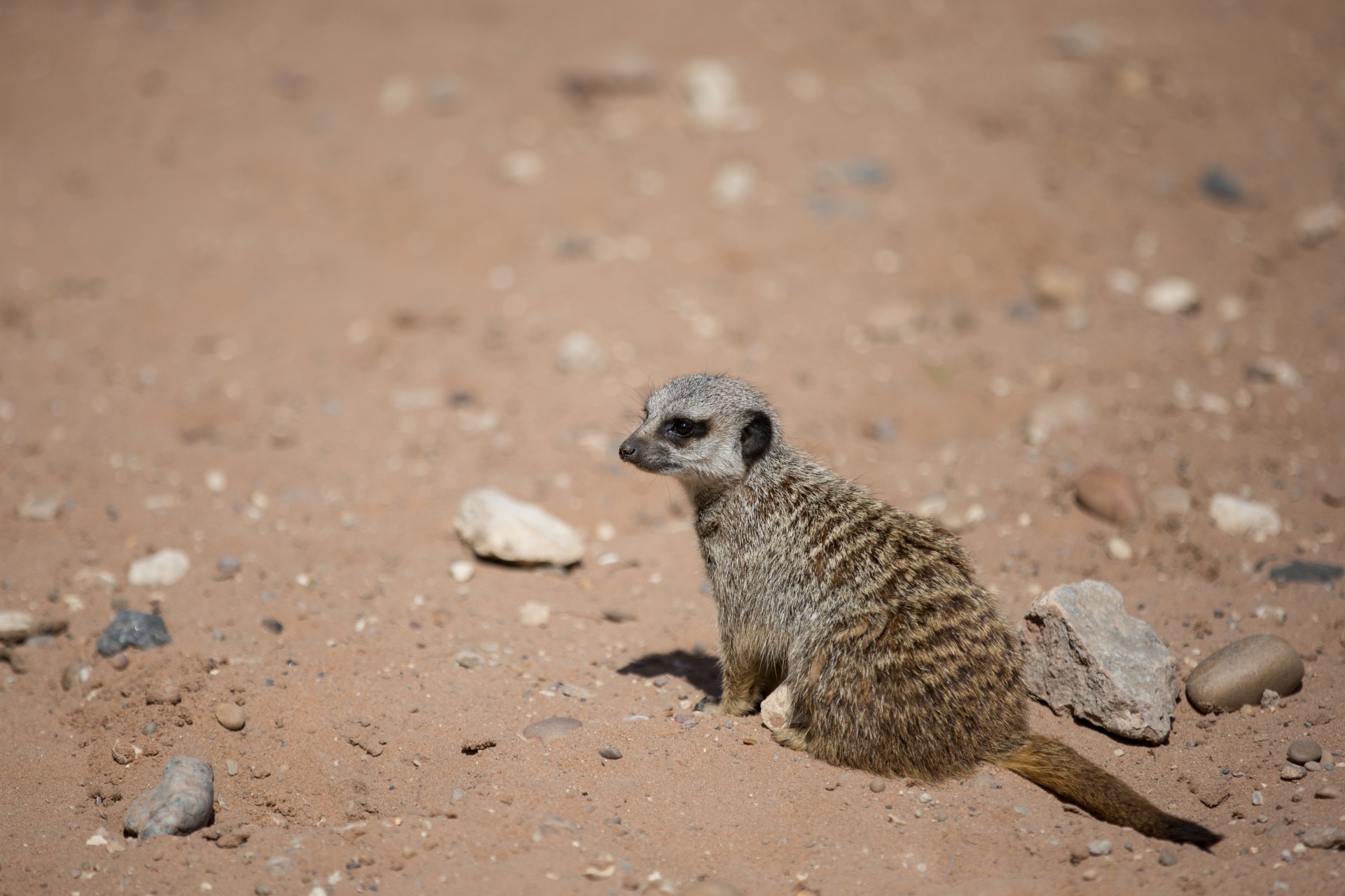 zoo meerkat meercat free photo