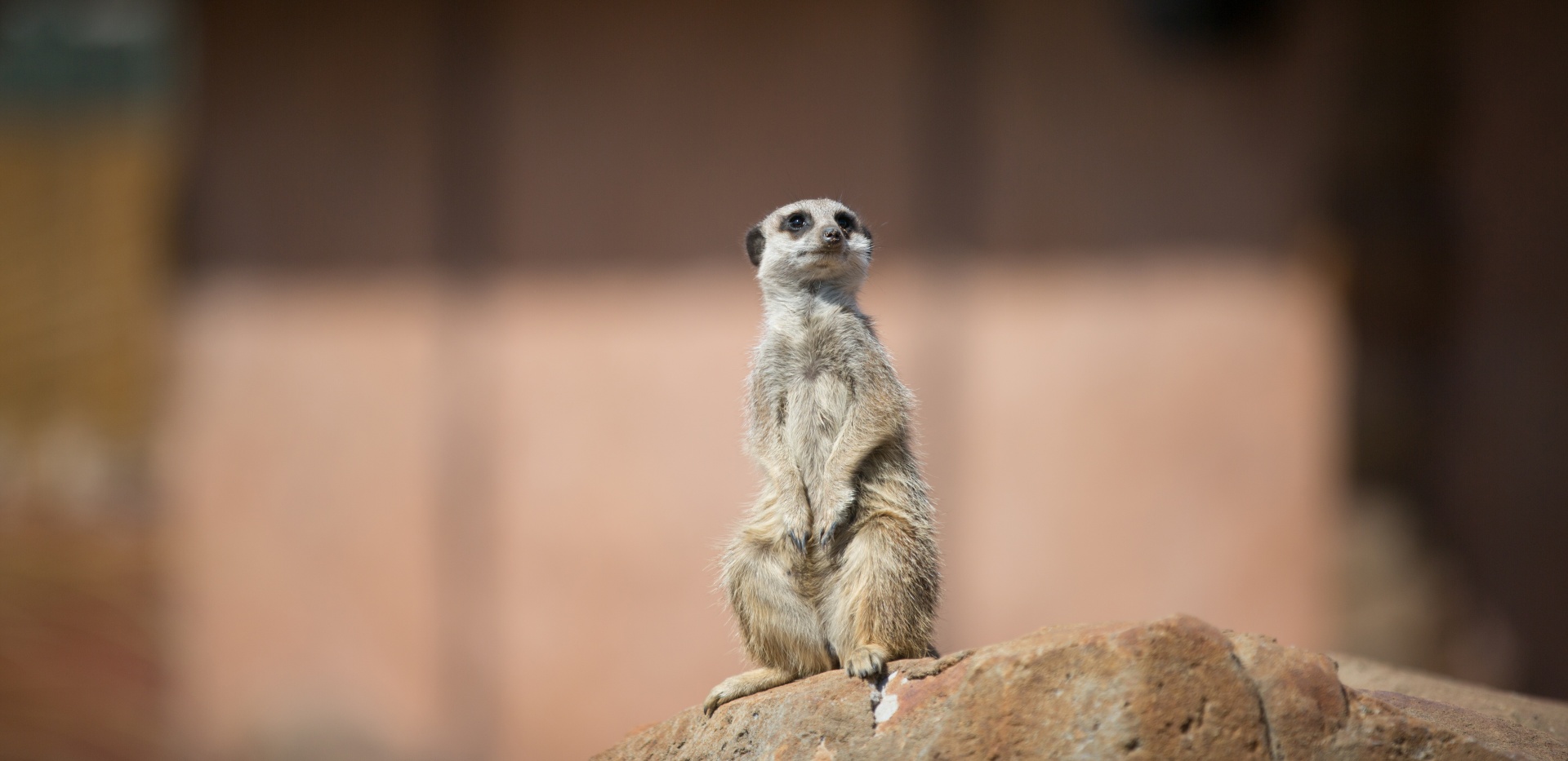 zoo meerkat meercat free photo