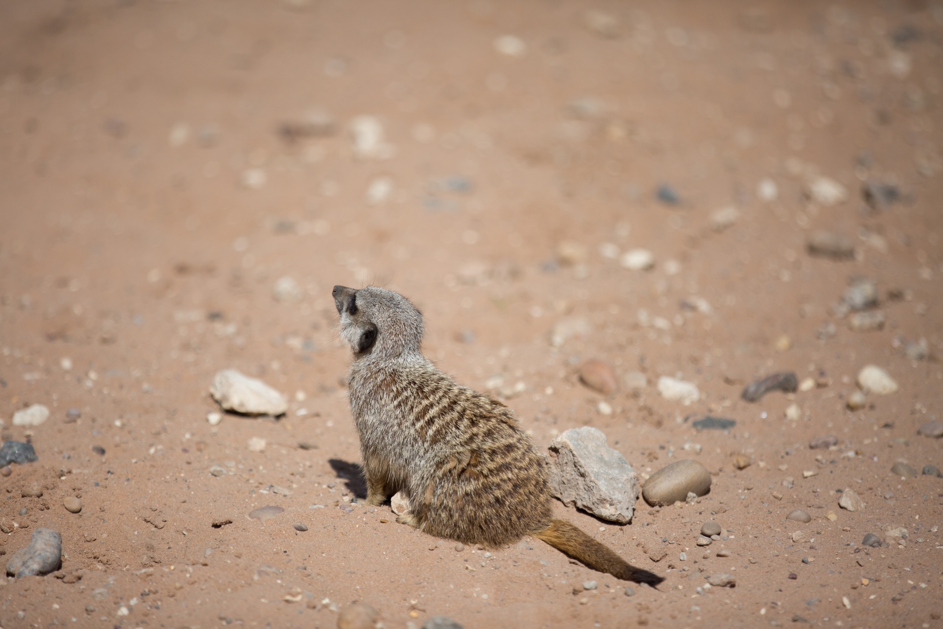 zoo meerkat meercat free photo