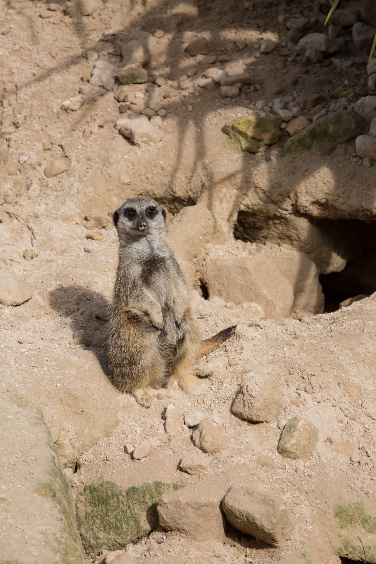 zoo meerkat meercat free photo