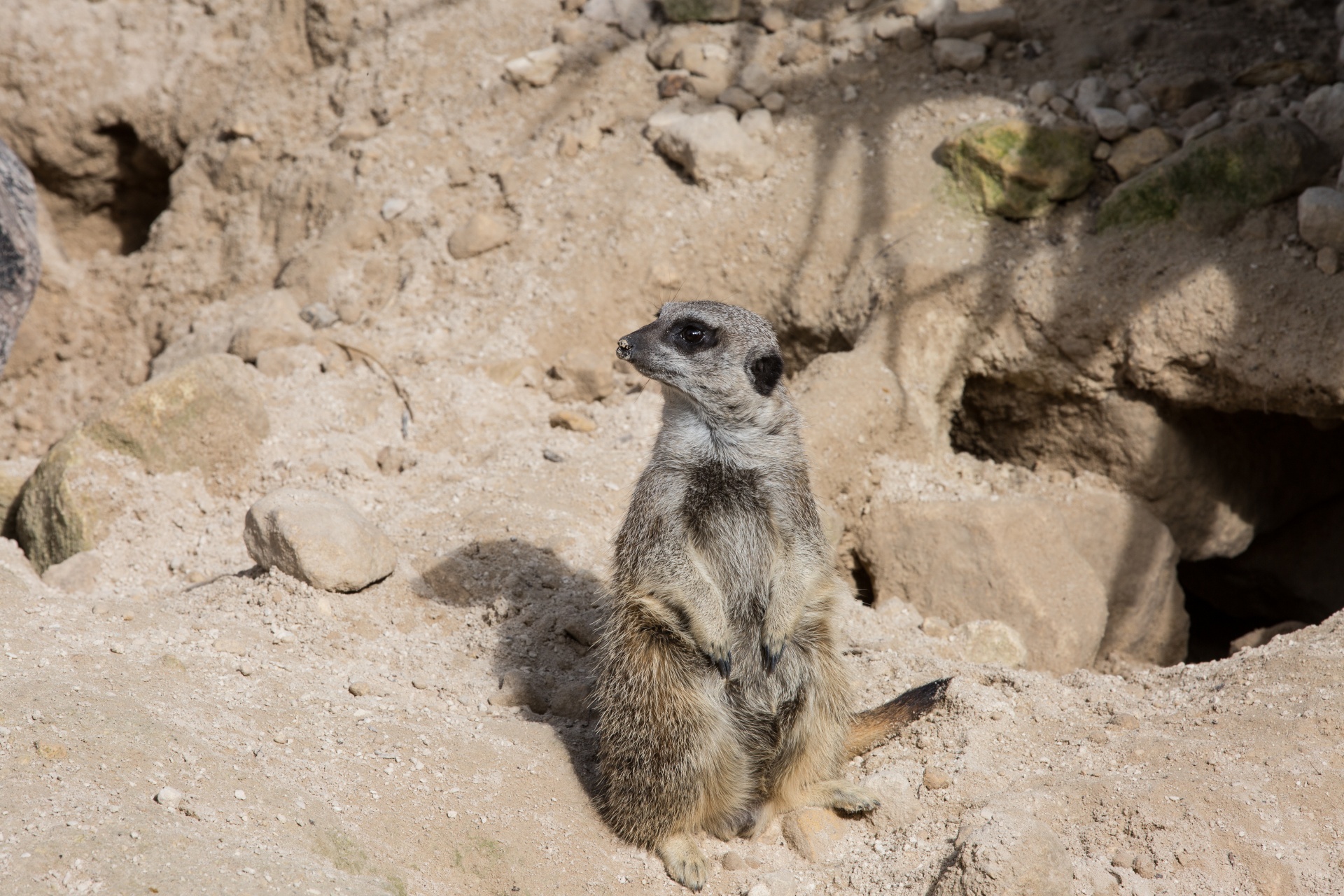 zoo meerkat meercat free photo