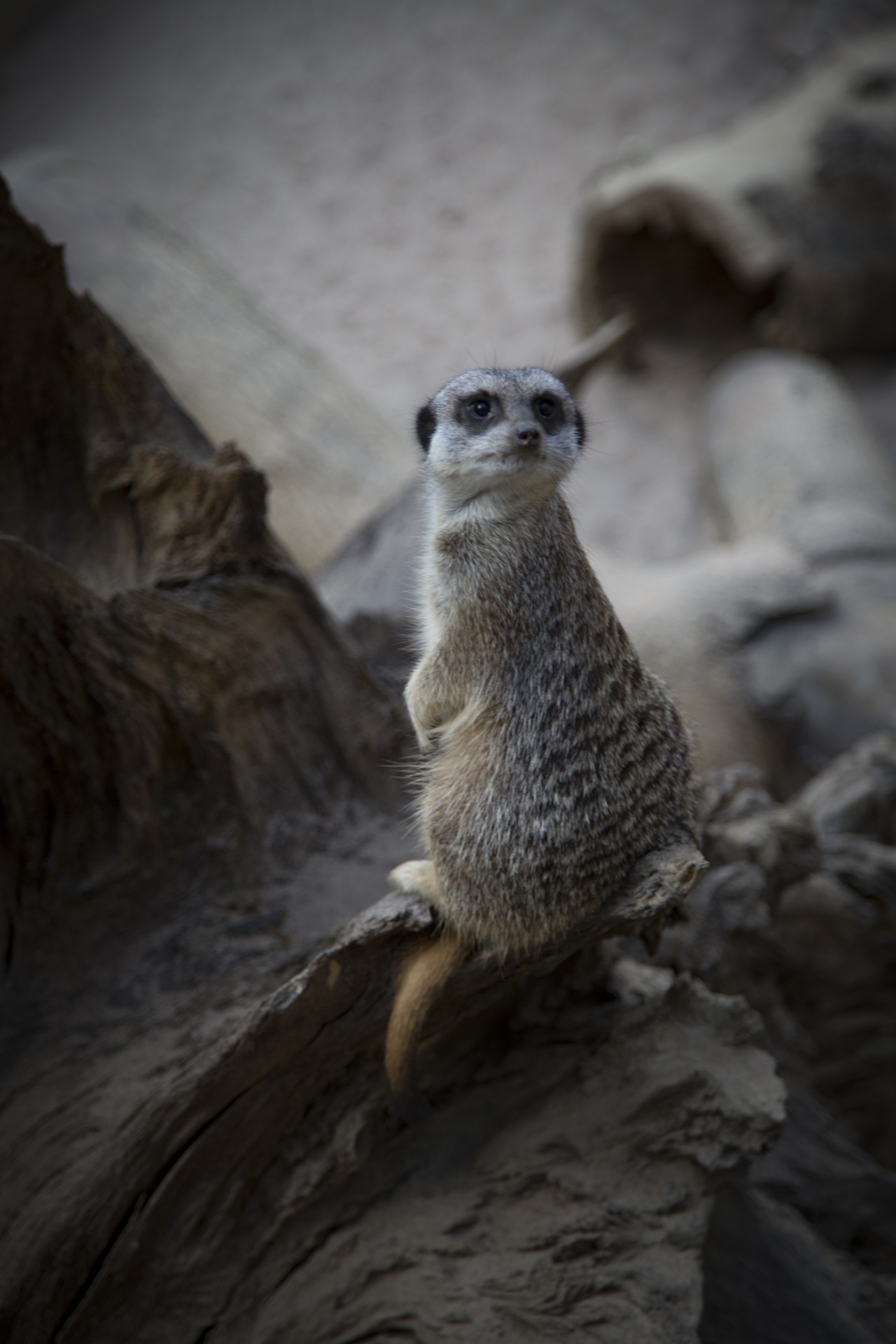 zoo meerkat australia free photo