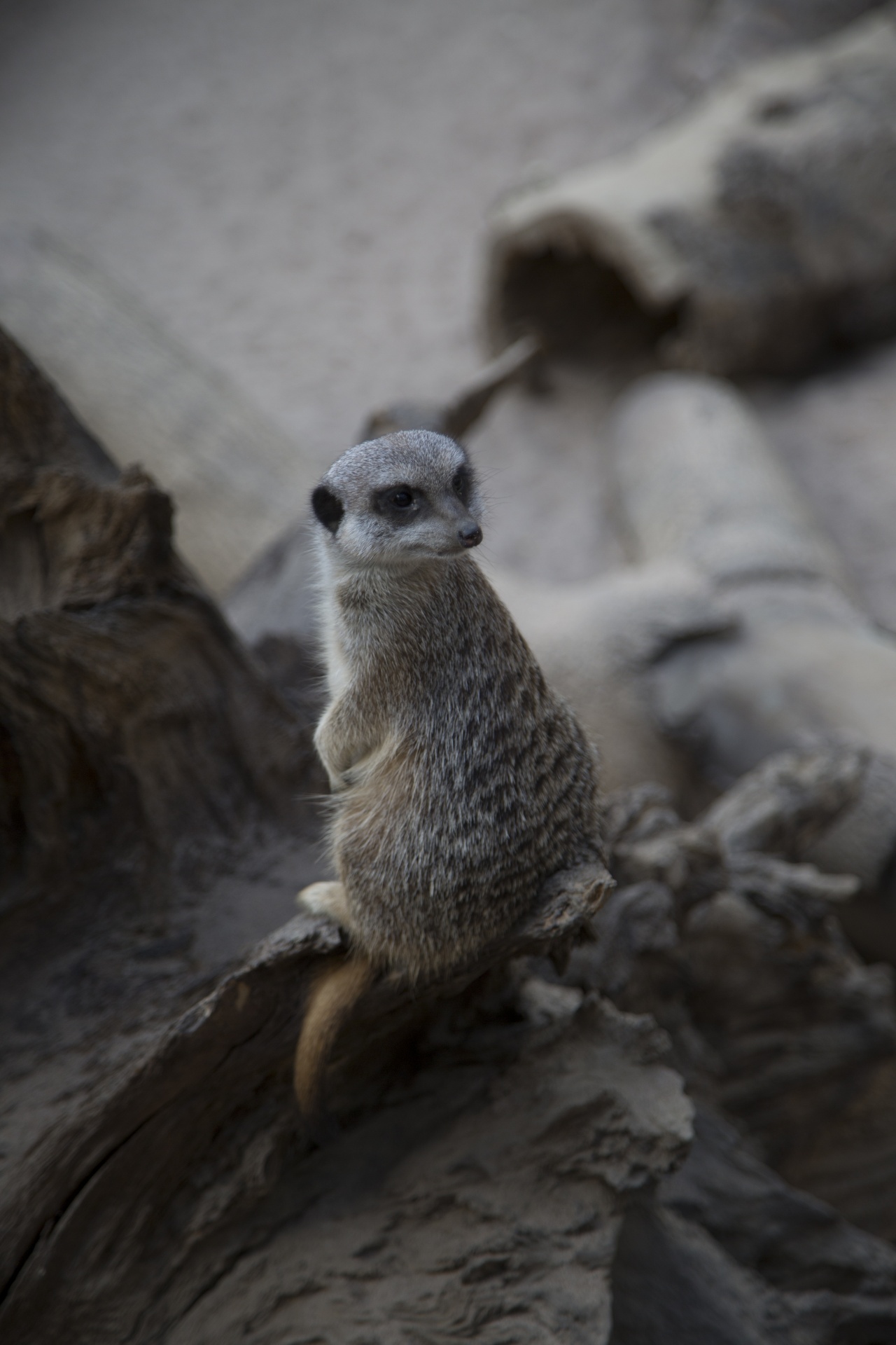 zoo meerkat australia free photo