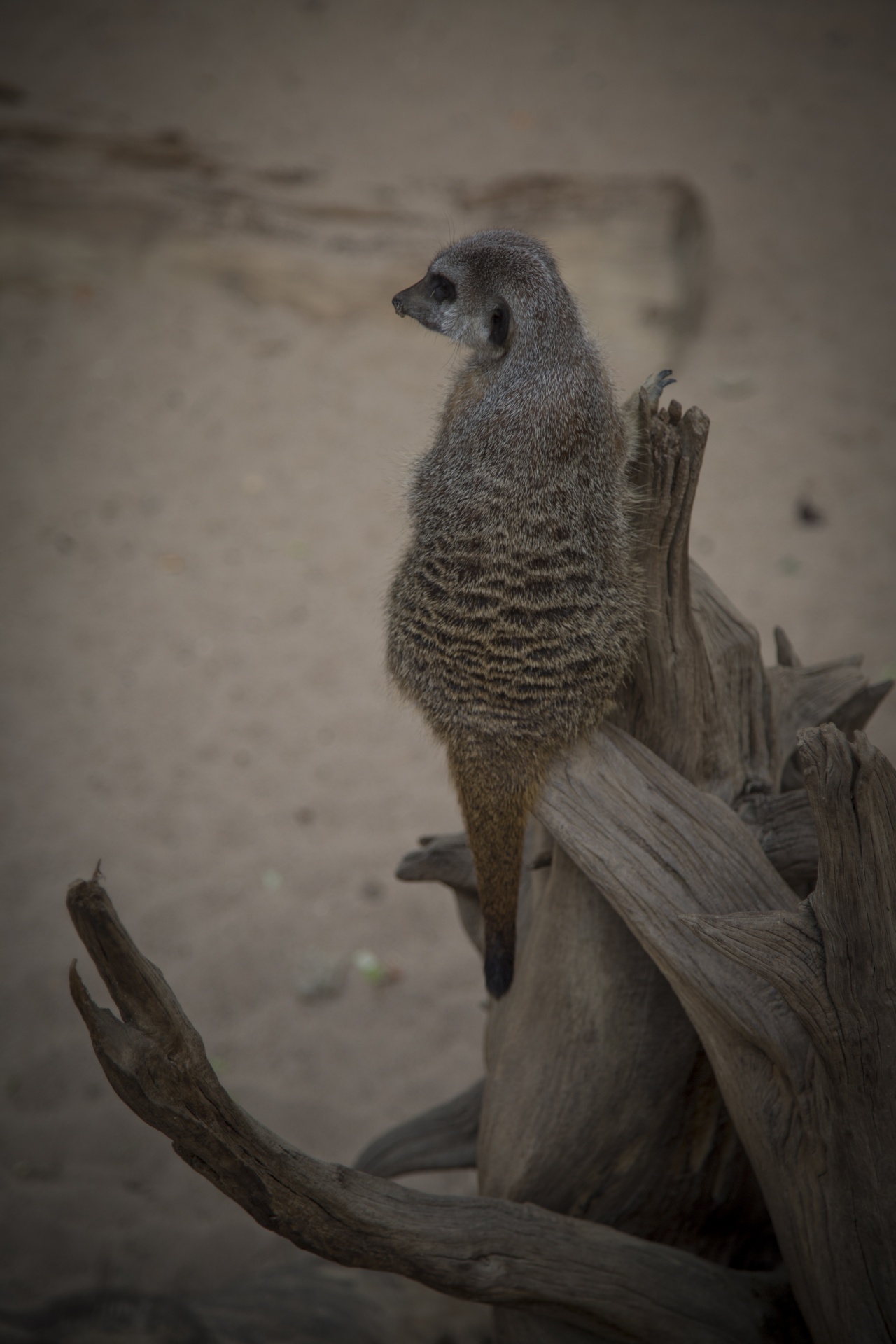 zoo meerkat australia free photo