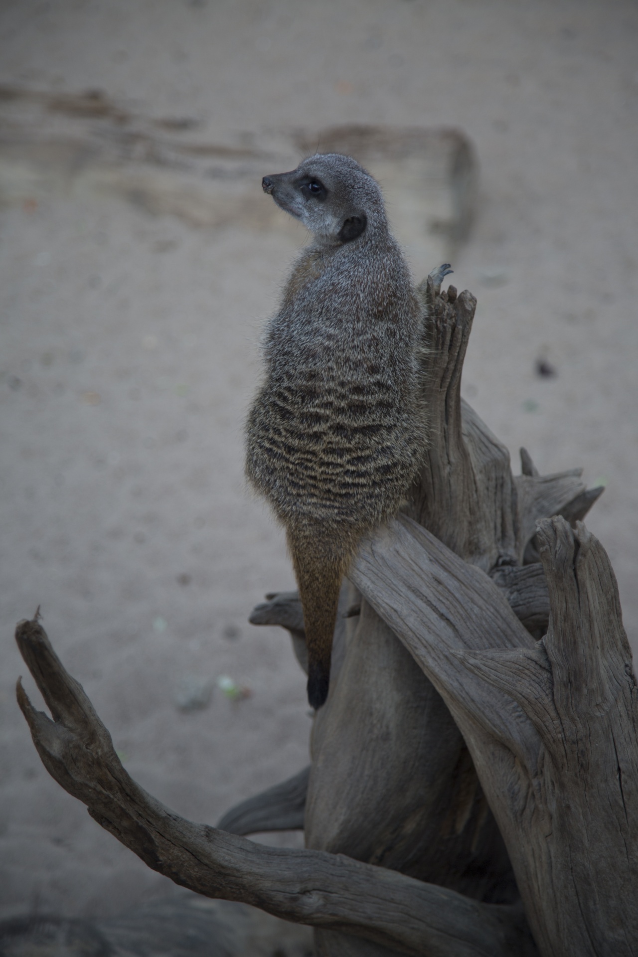 zoo meerkat australia free photo