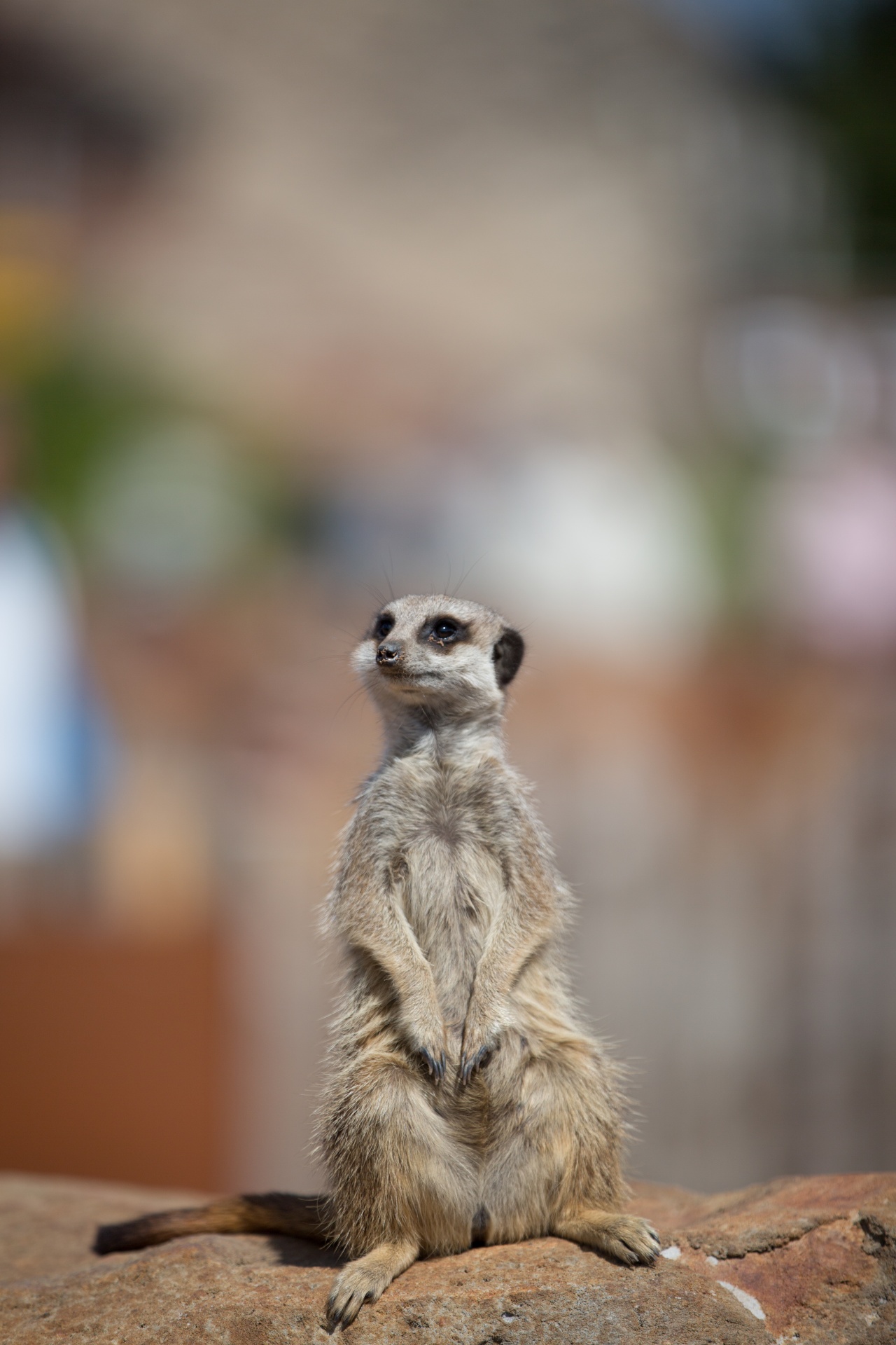 zoo meerkat meercat free photo