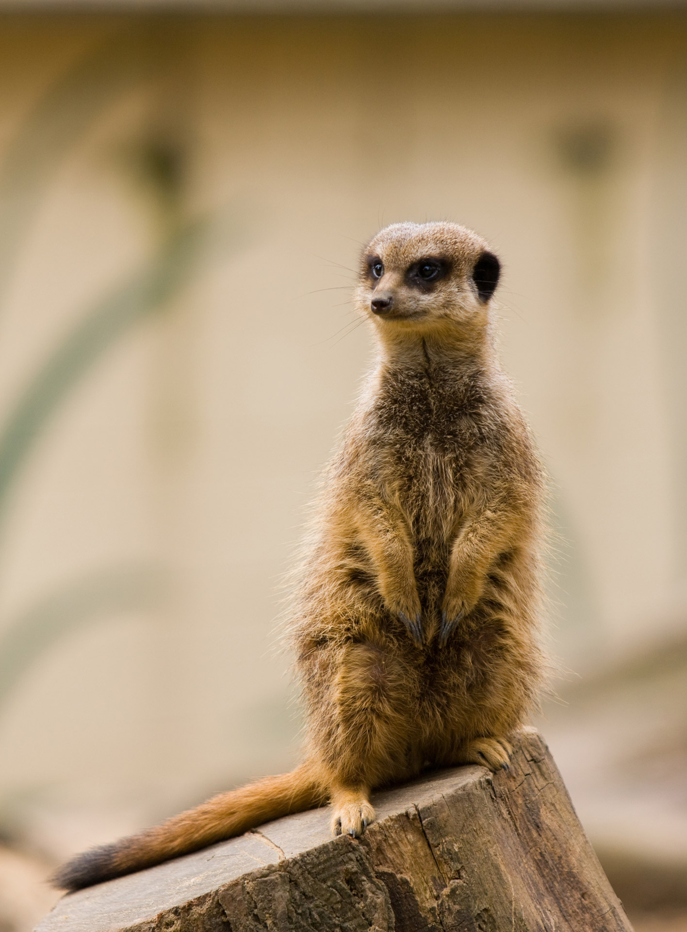meerkat animal wildlife free photo