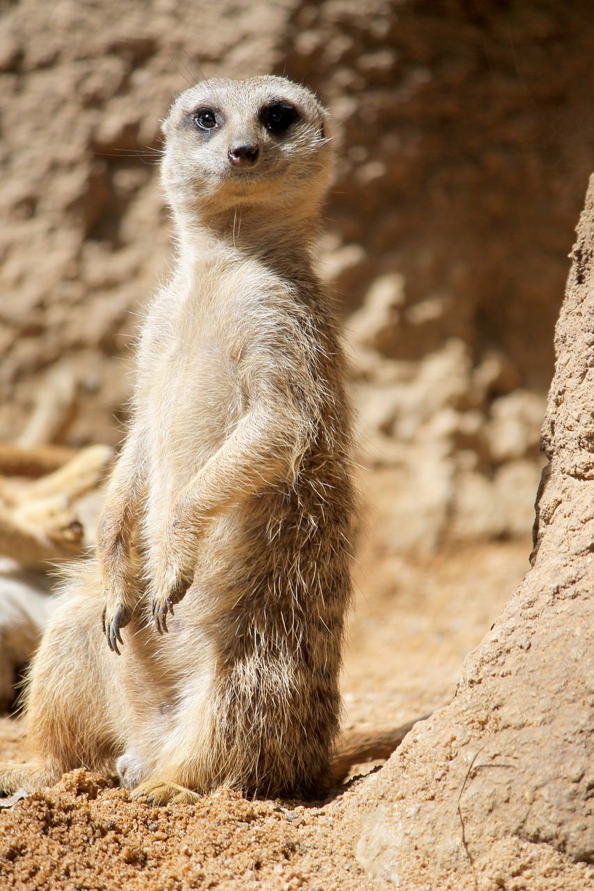 meerkat suricata cat rock africa free photo