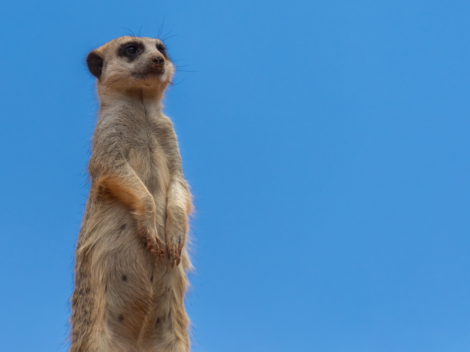 animal blank blue sky free photo