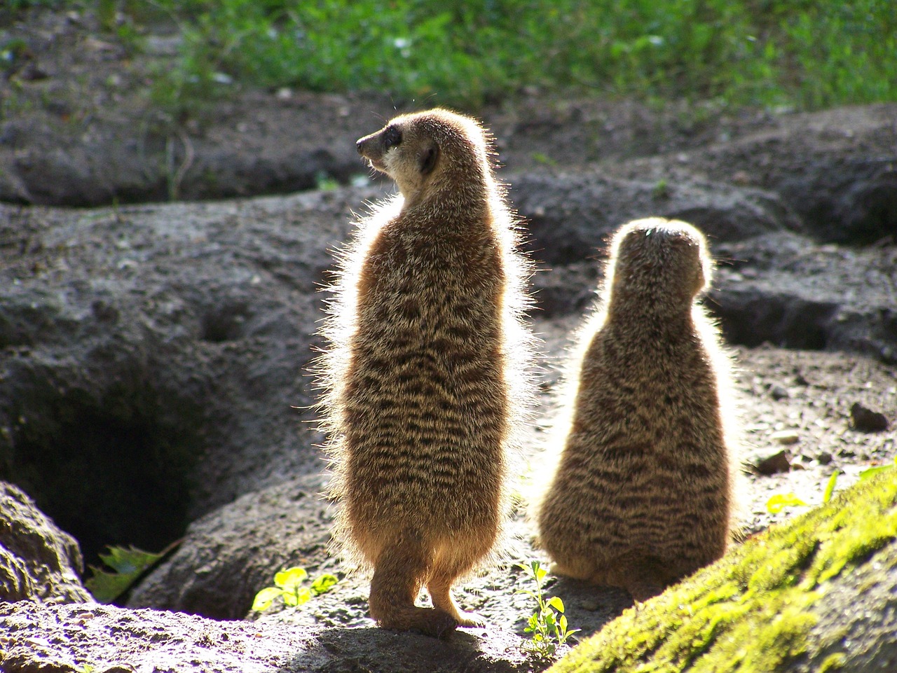 meerkats animals zoo free photo