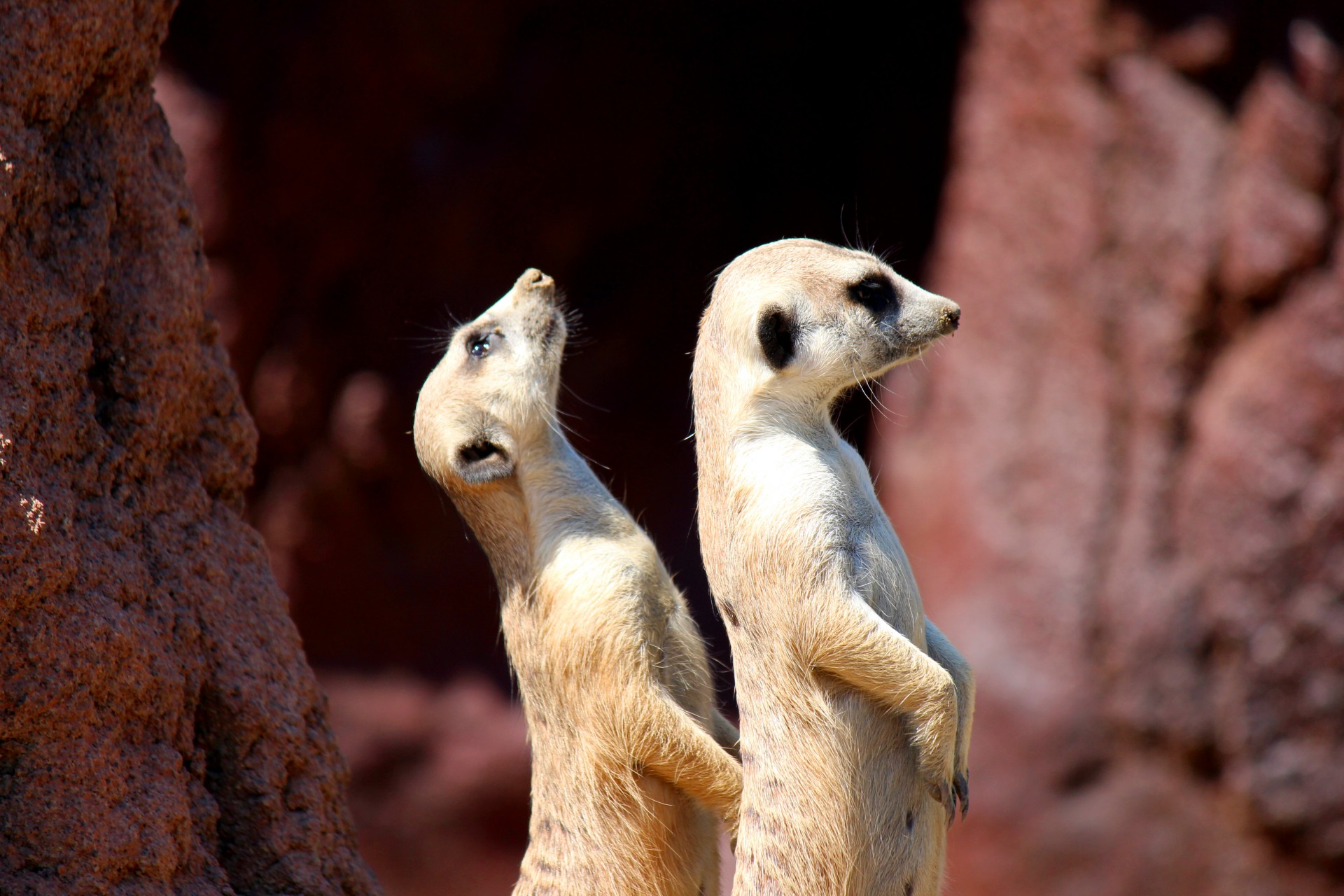 meerkat watchful lookout free photo