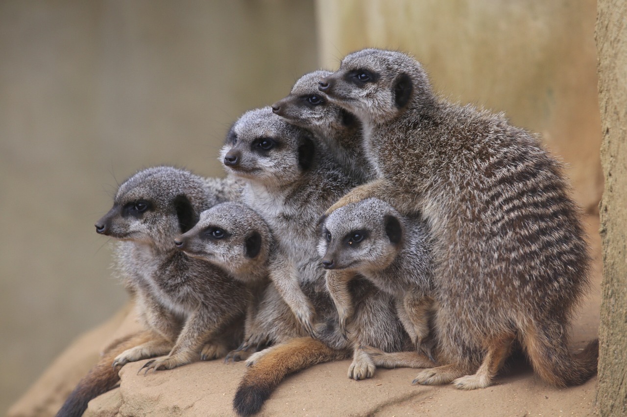 meerkats zoo mammal free photo