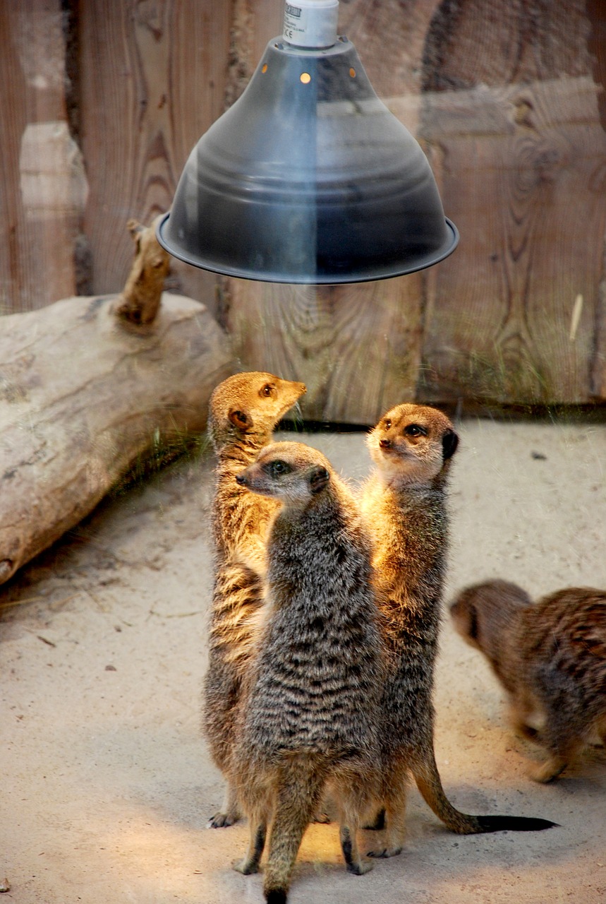 meerkats people talk free photo