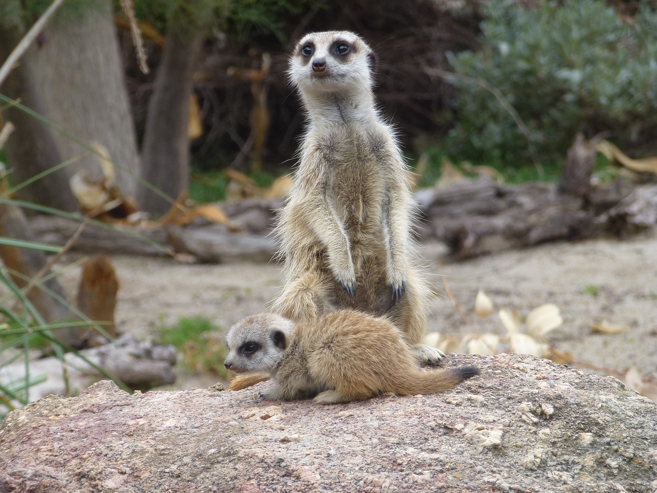 meerkats meerkat baby zoo free photo