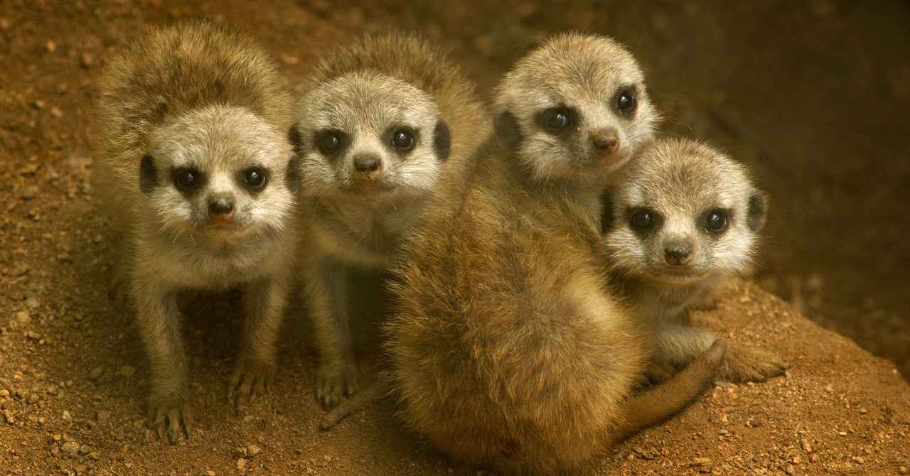 meerkats babies cute free photo