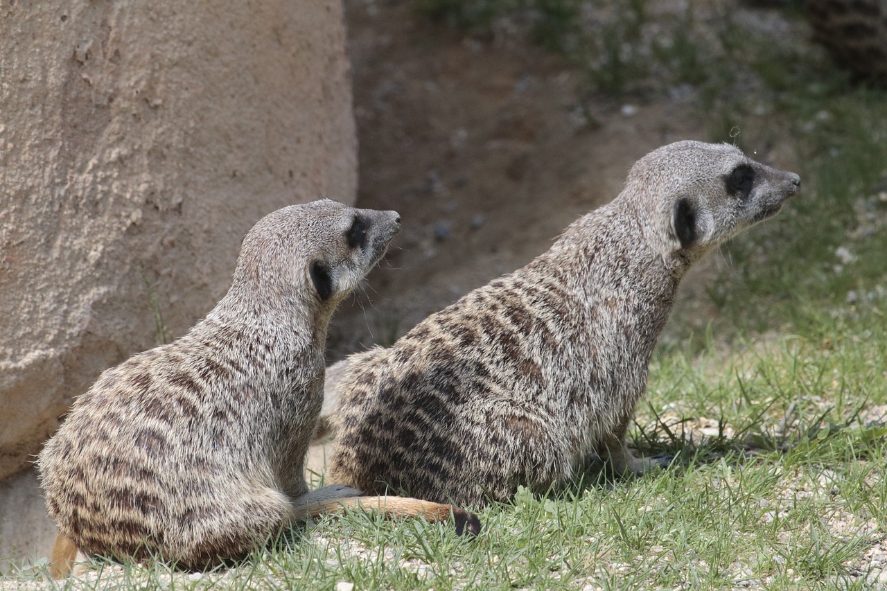 meerkats animals fauna free photo