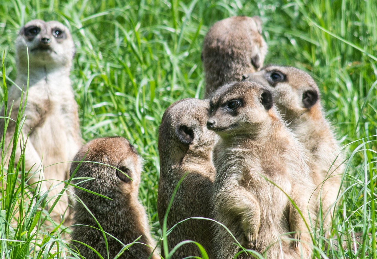 meerkats  the herd  group free photo