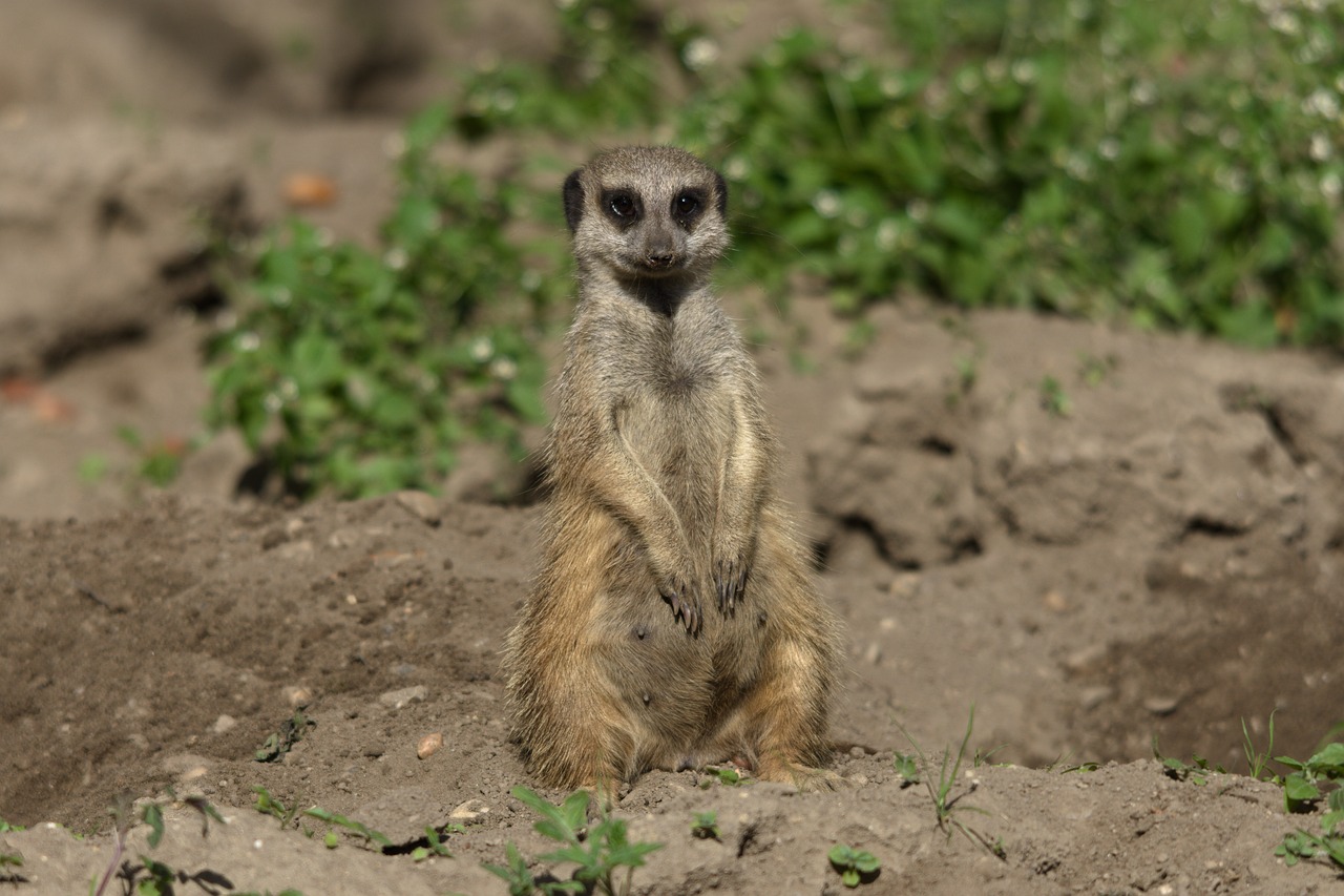 meerkats  zoo  animals free photo