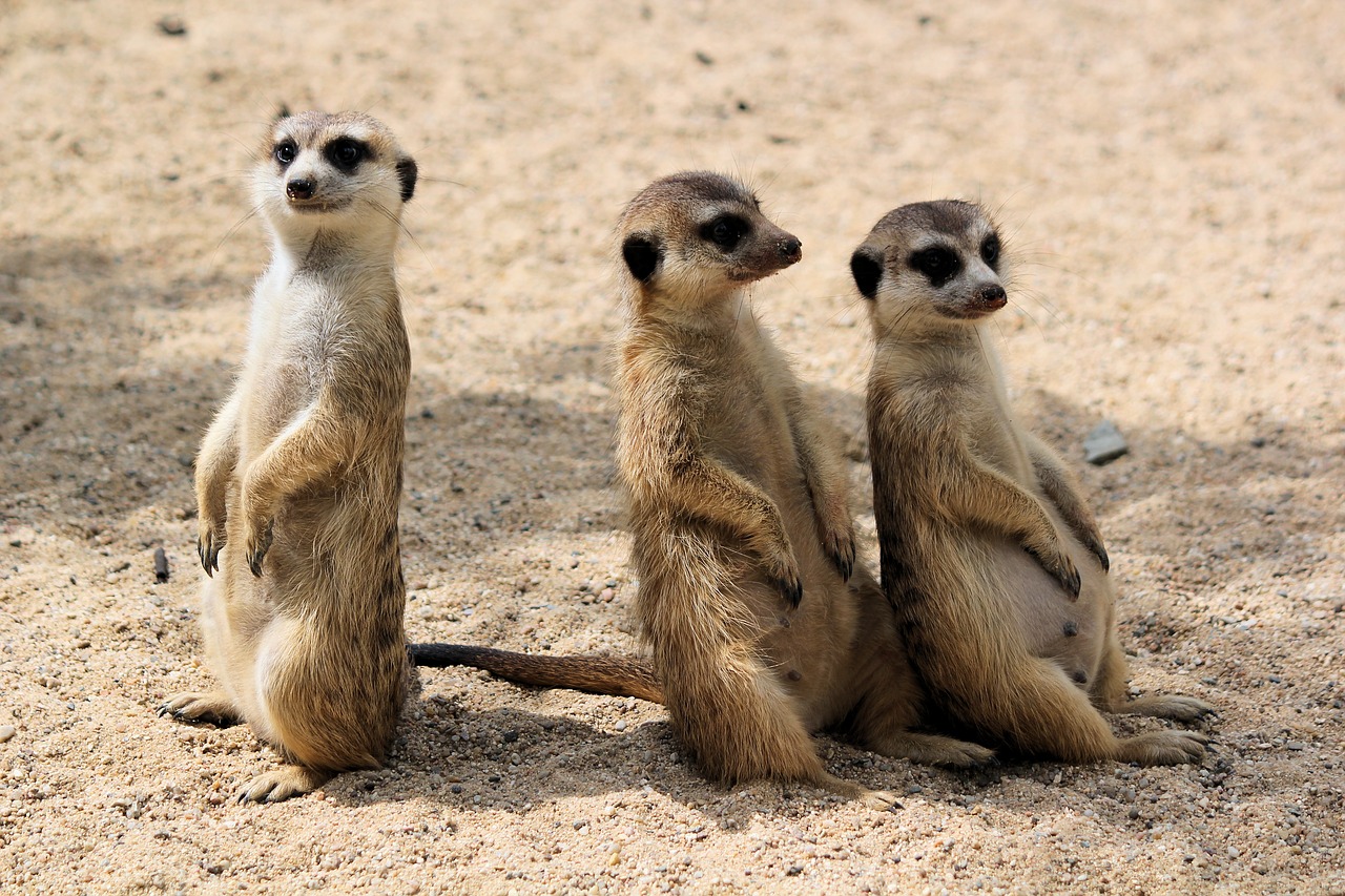 meerkats  šelmičky  african free photo