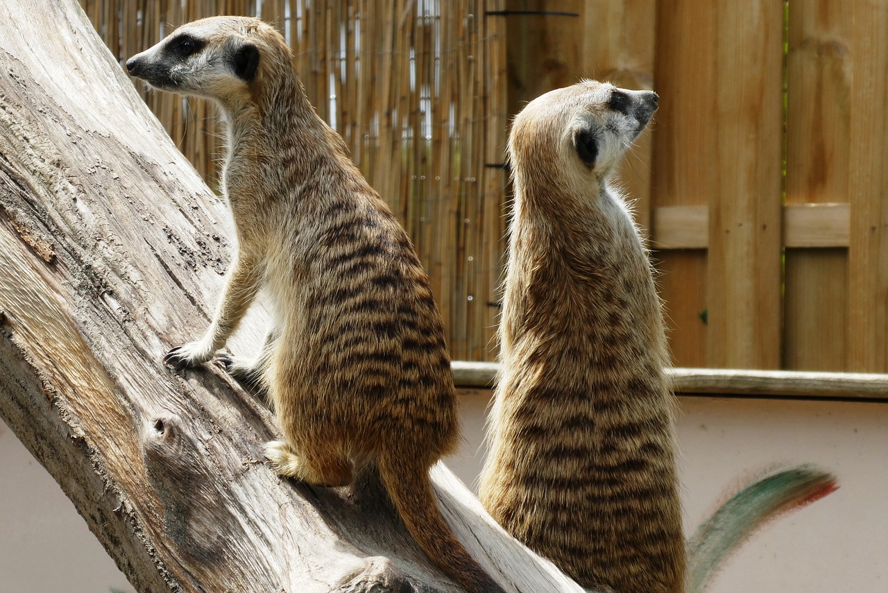 meerkats  animal park  faunapark free photo
