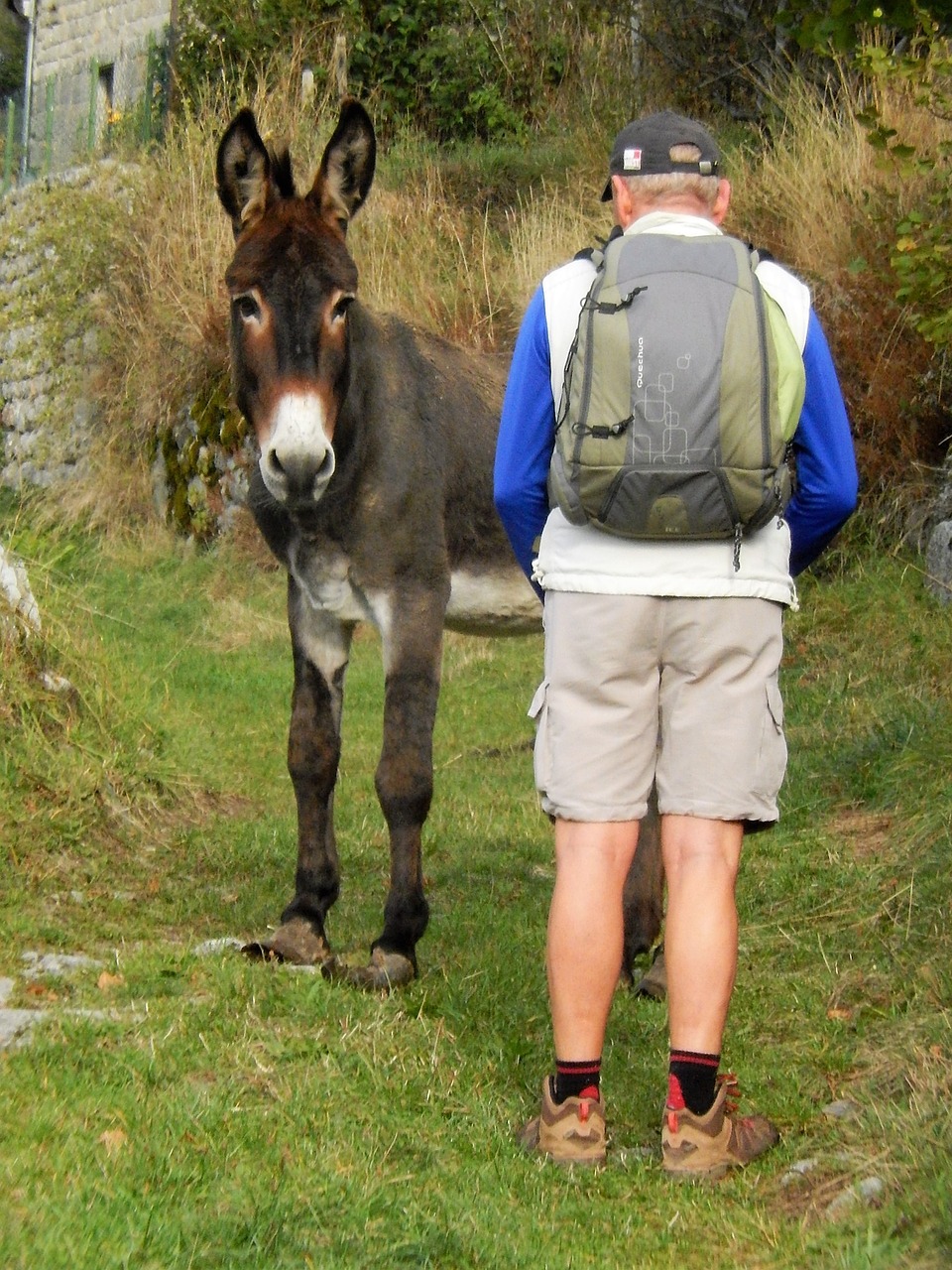 meeting donkey man free photo