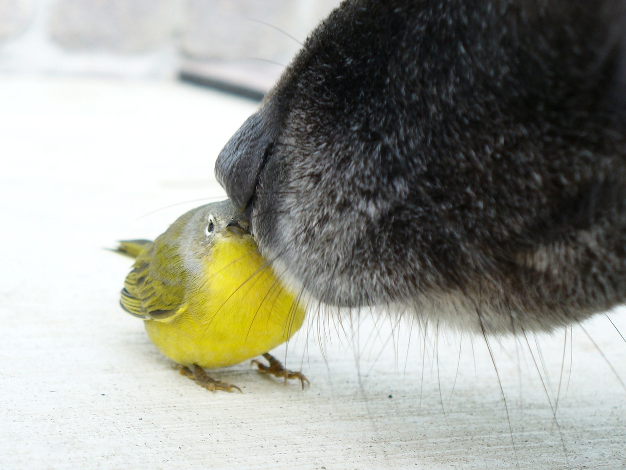 meeting bird dog free photo