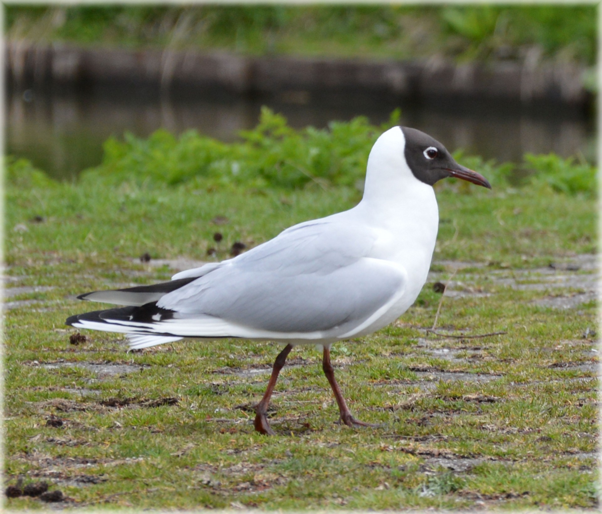 gull sea water free photo