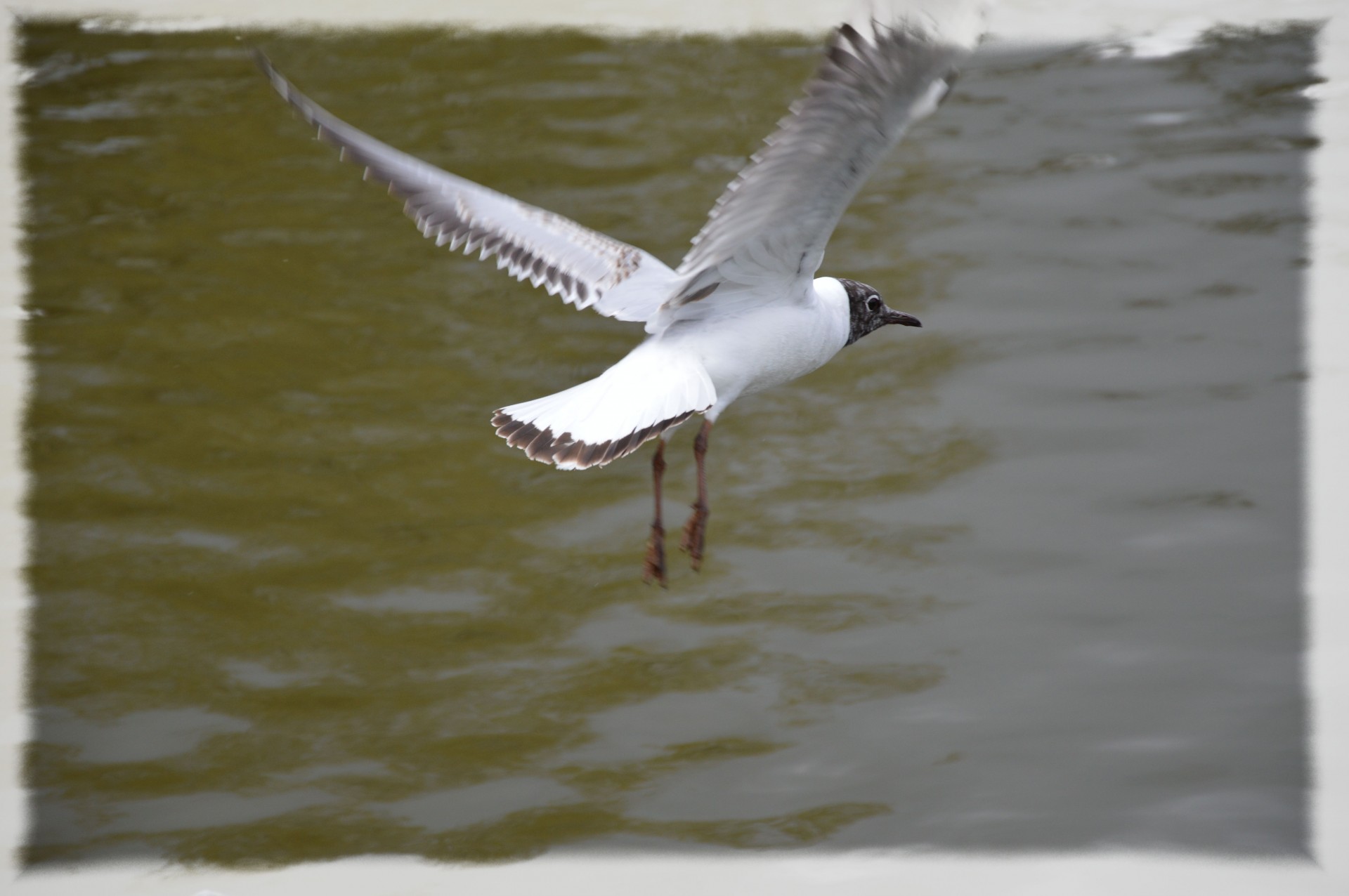 seagull harbor water free photo