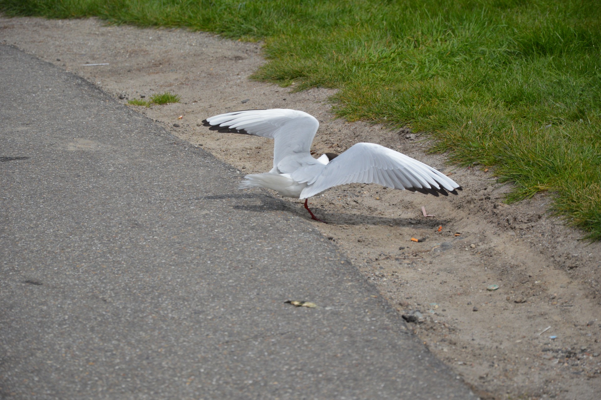 gull water nature free photo