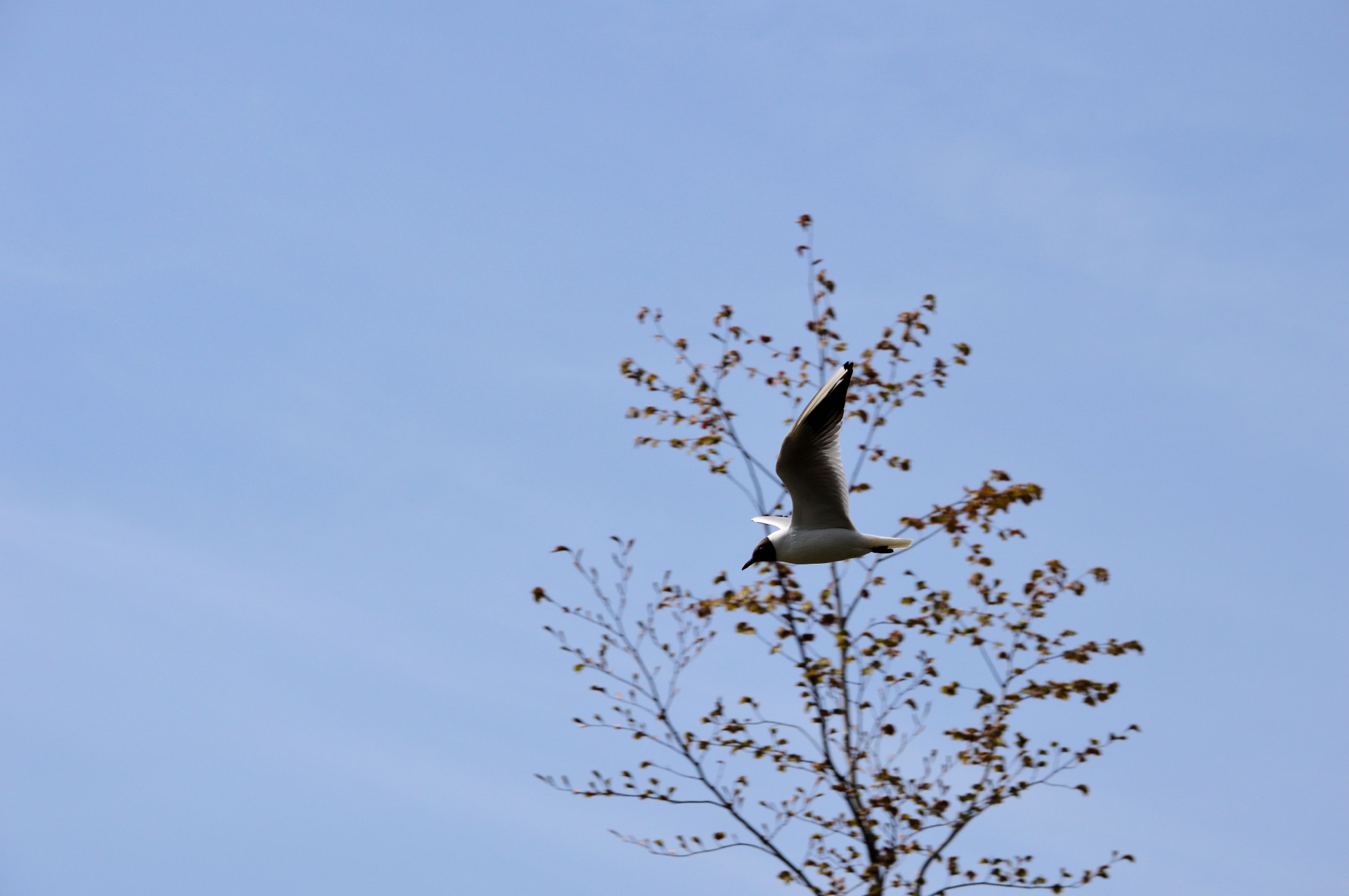 gull water nature free photo