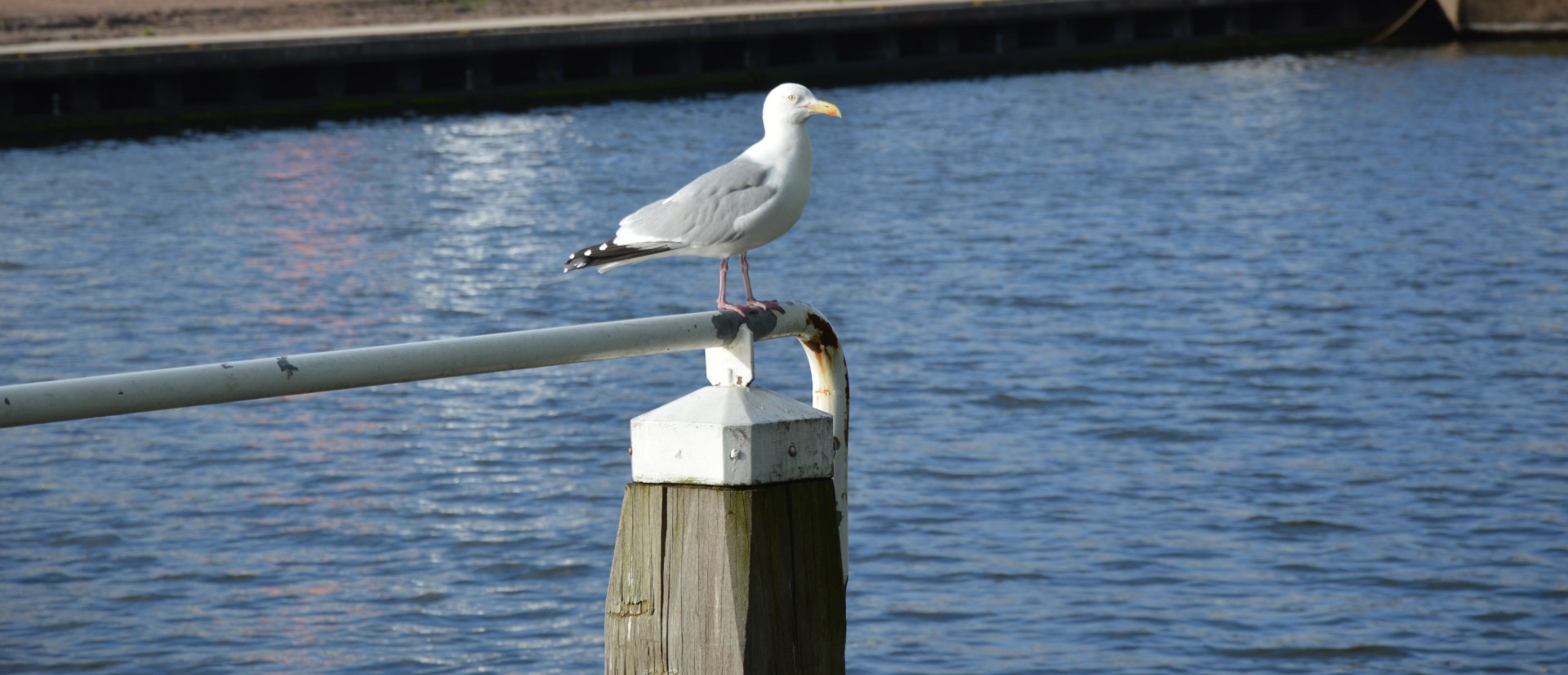 seagull bird sea free photo