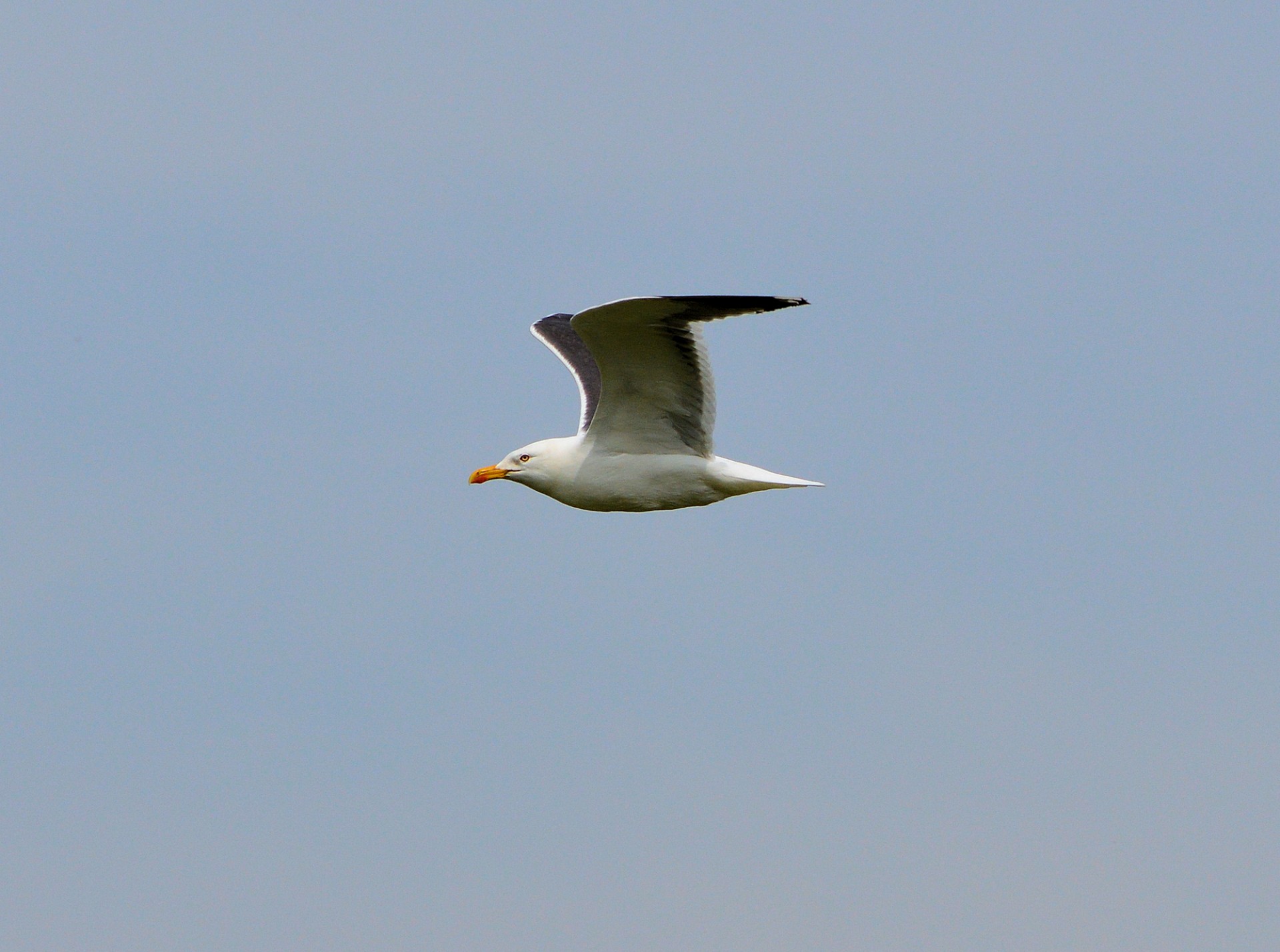 gull water bird bird free photo