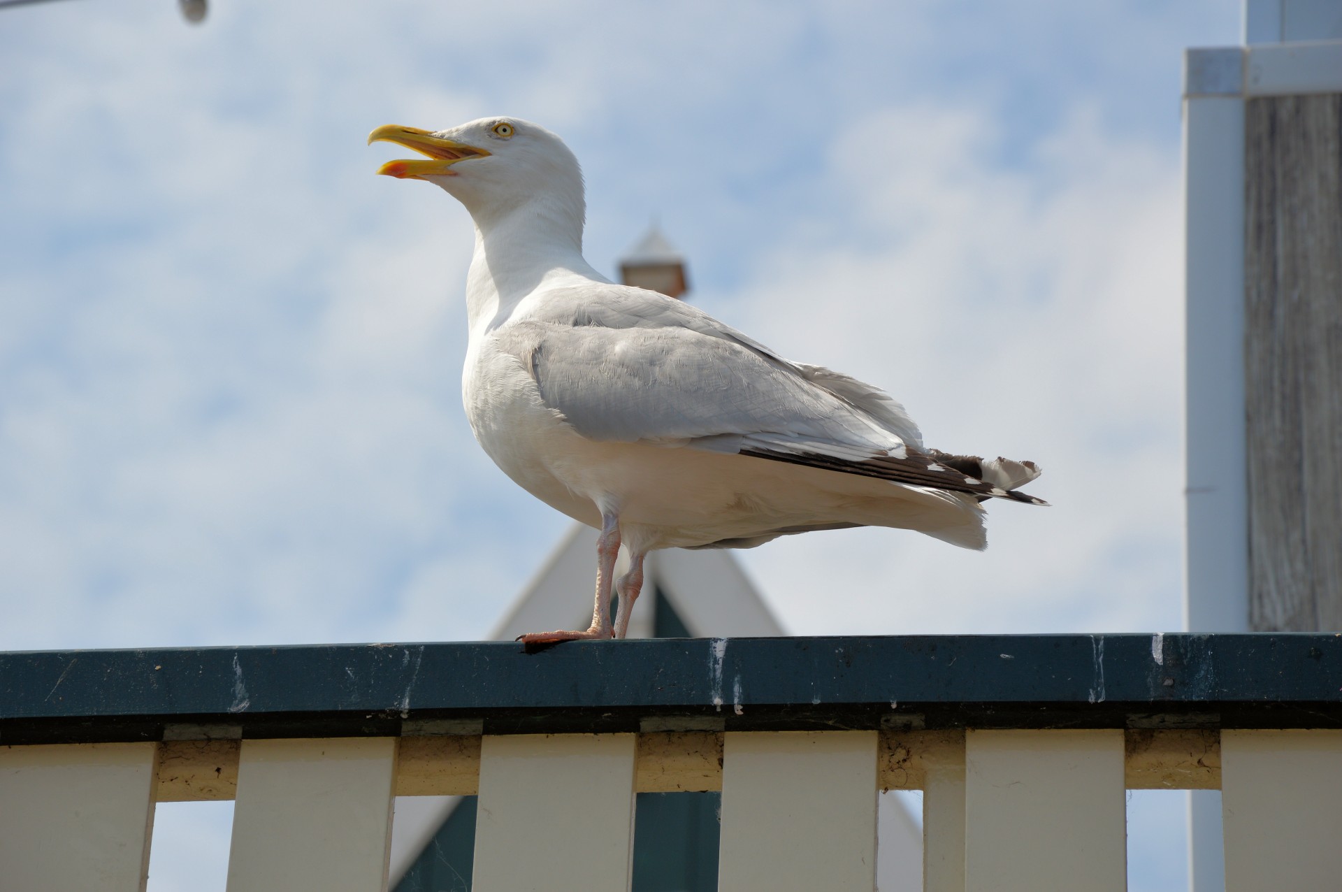 gull water bird bird free photo