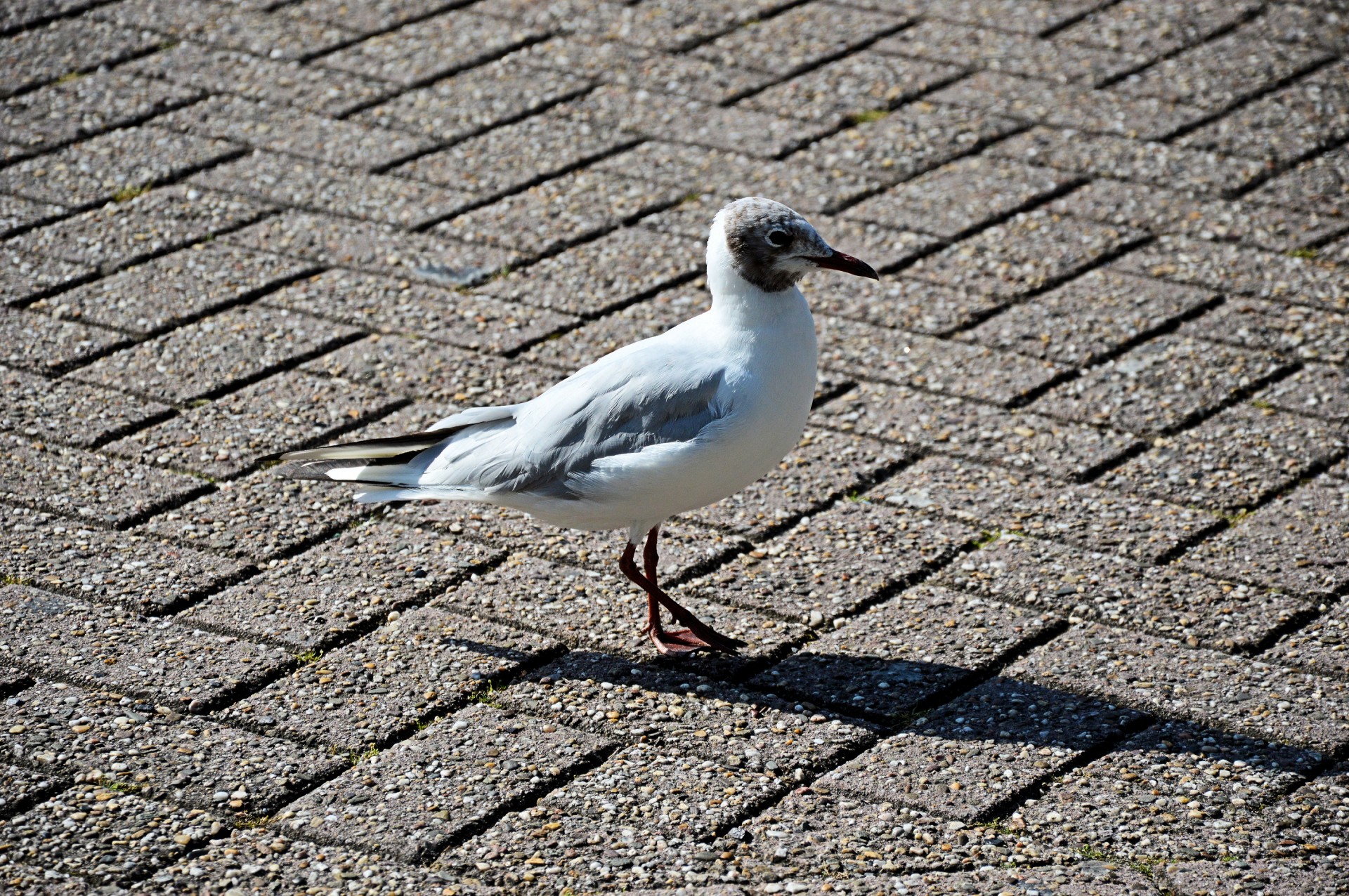 gull water bird bird free photo