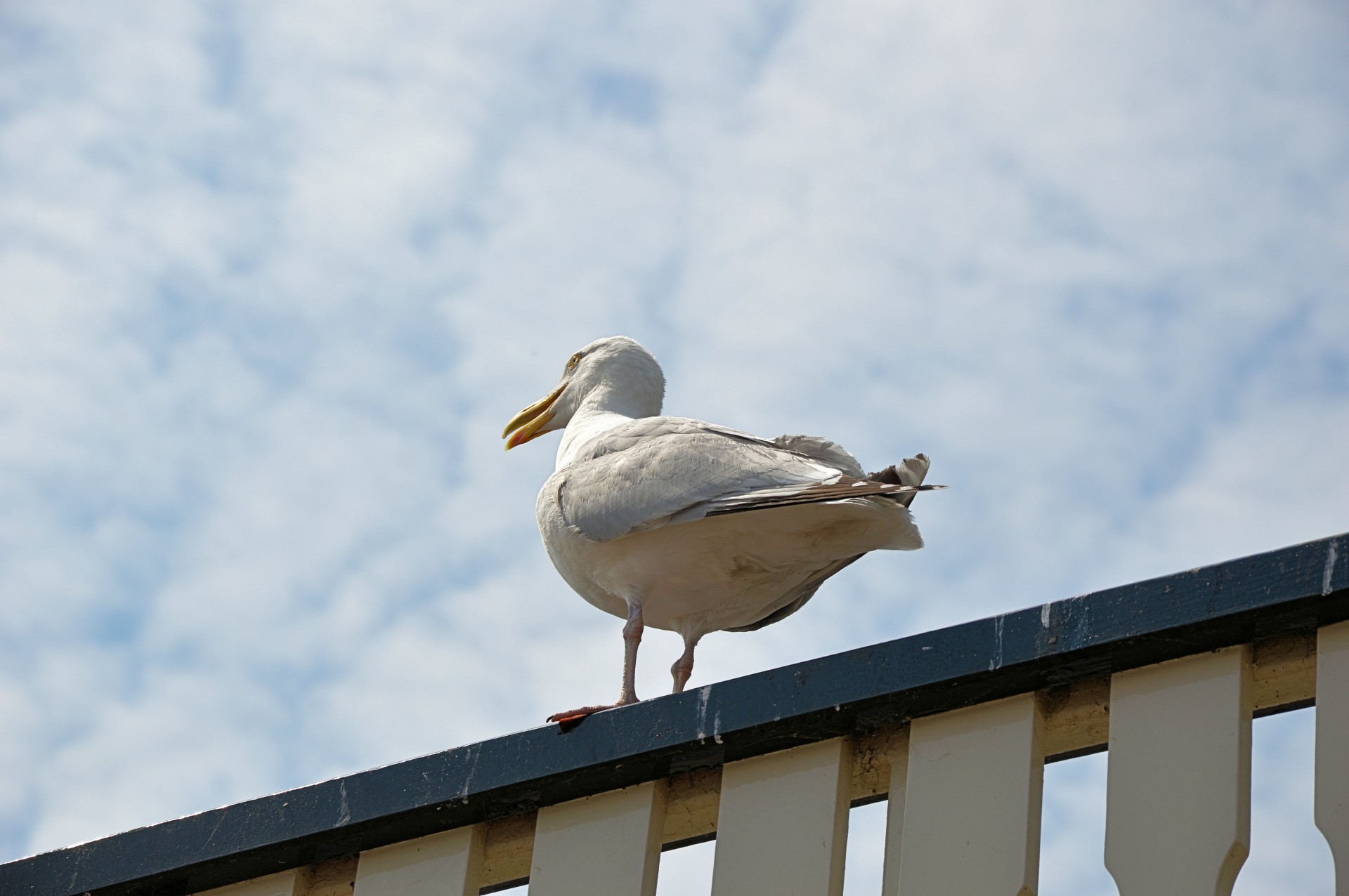 gull water bird bird free photo