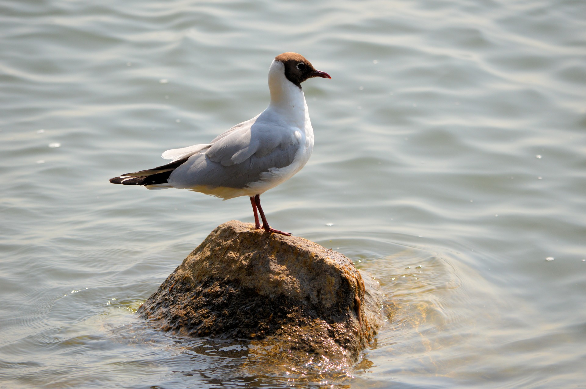 gull water bird bird free photo