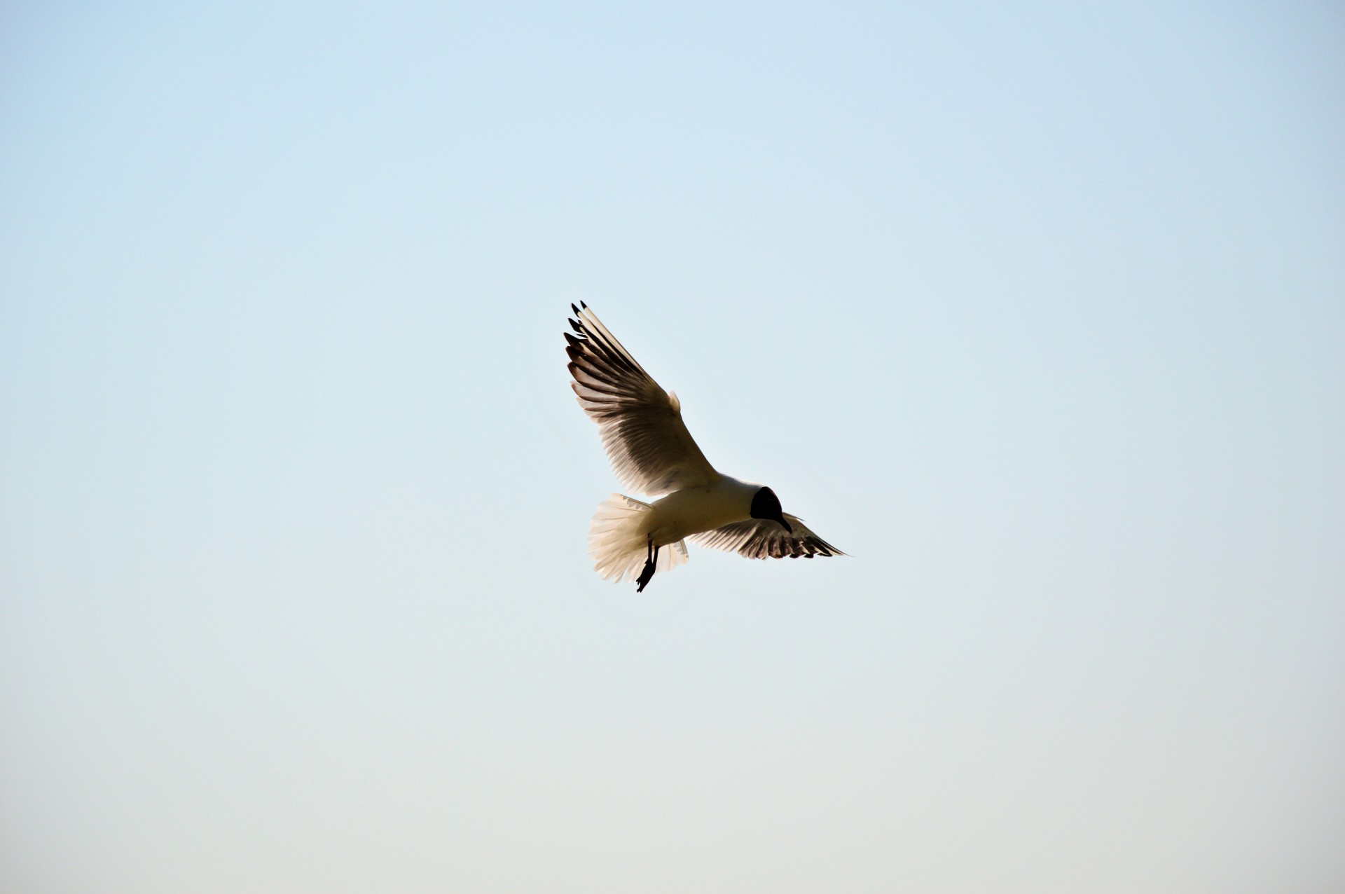 gull water bird bird free photo