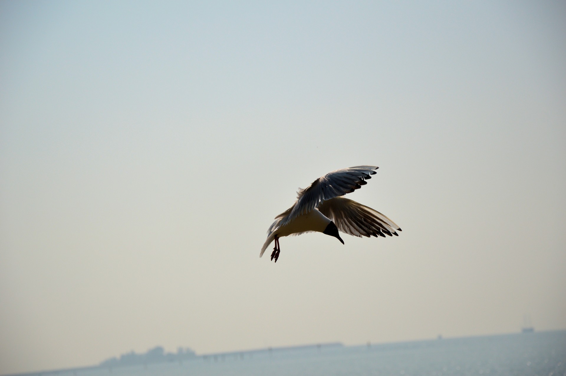 gull water bird bird free photo