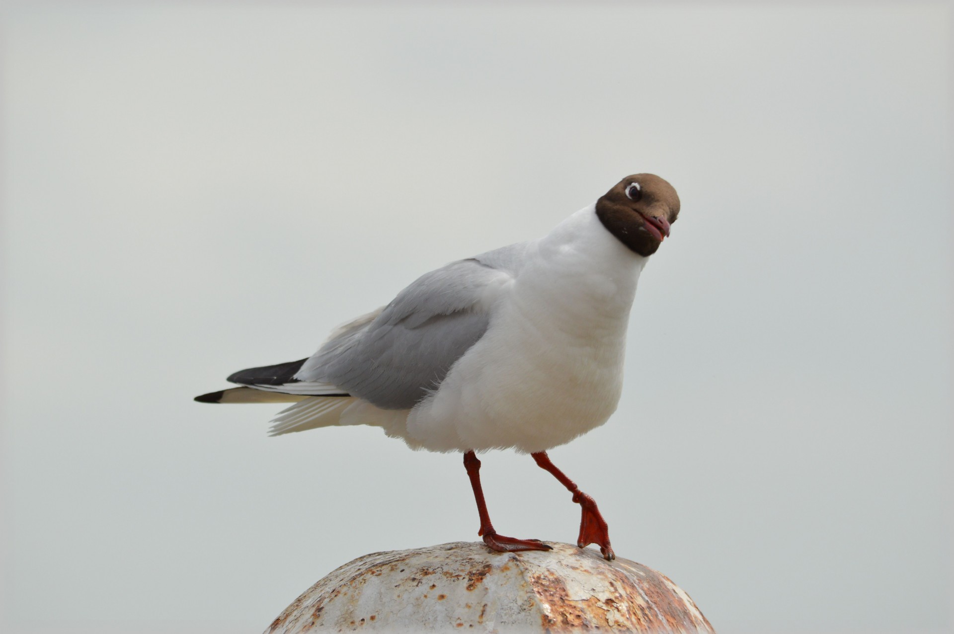 seagull bird sea free photo