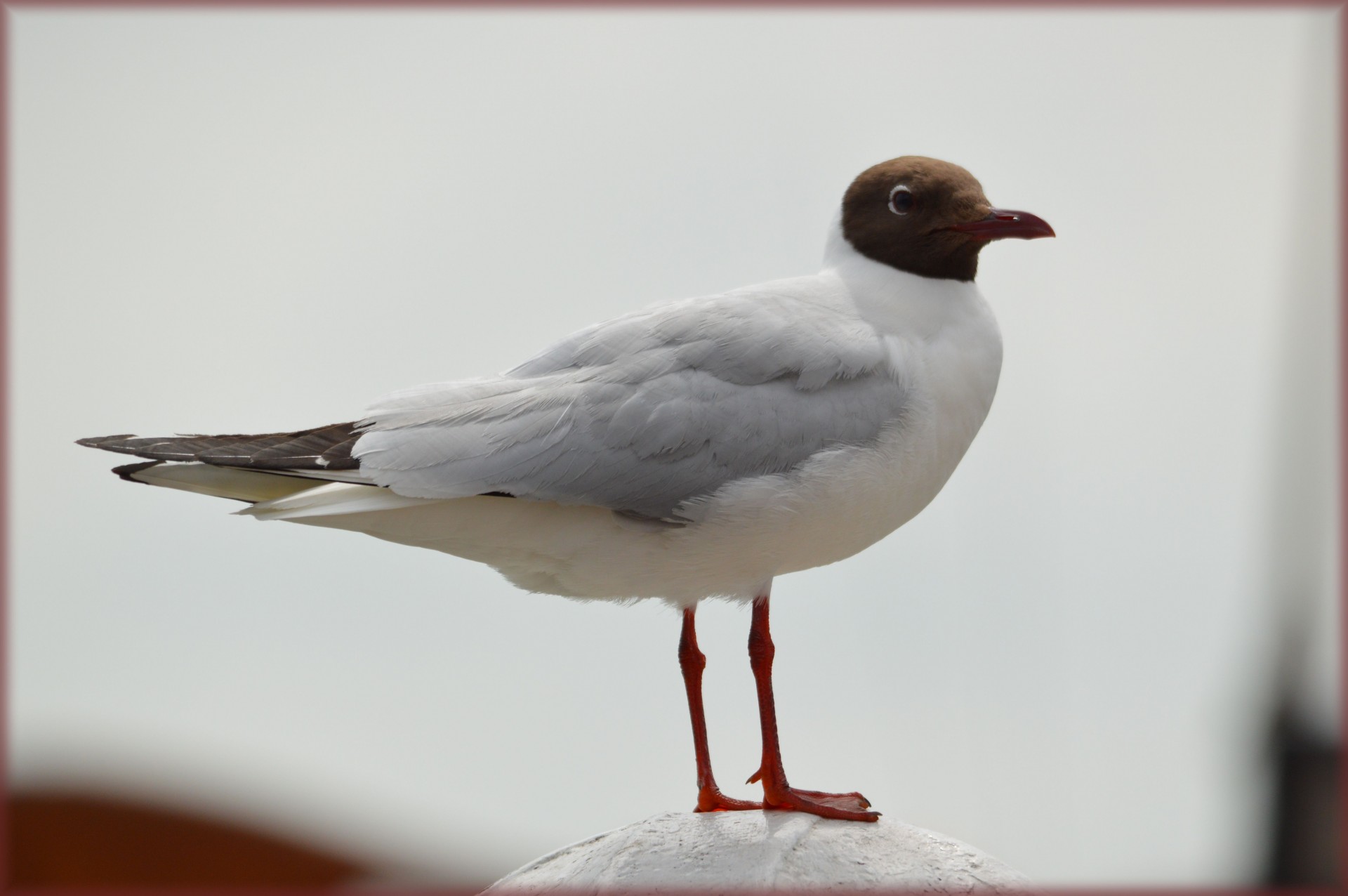 seagull bird sea free photo