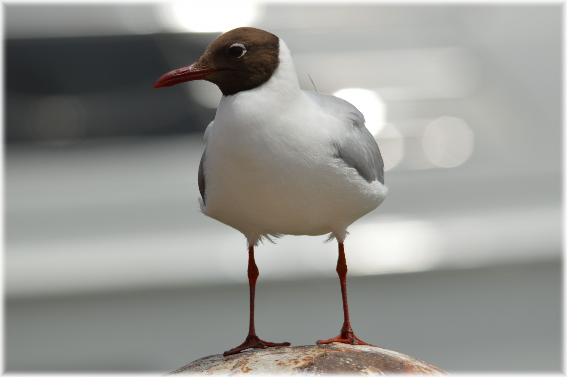 seagull bird sea free photo