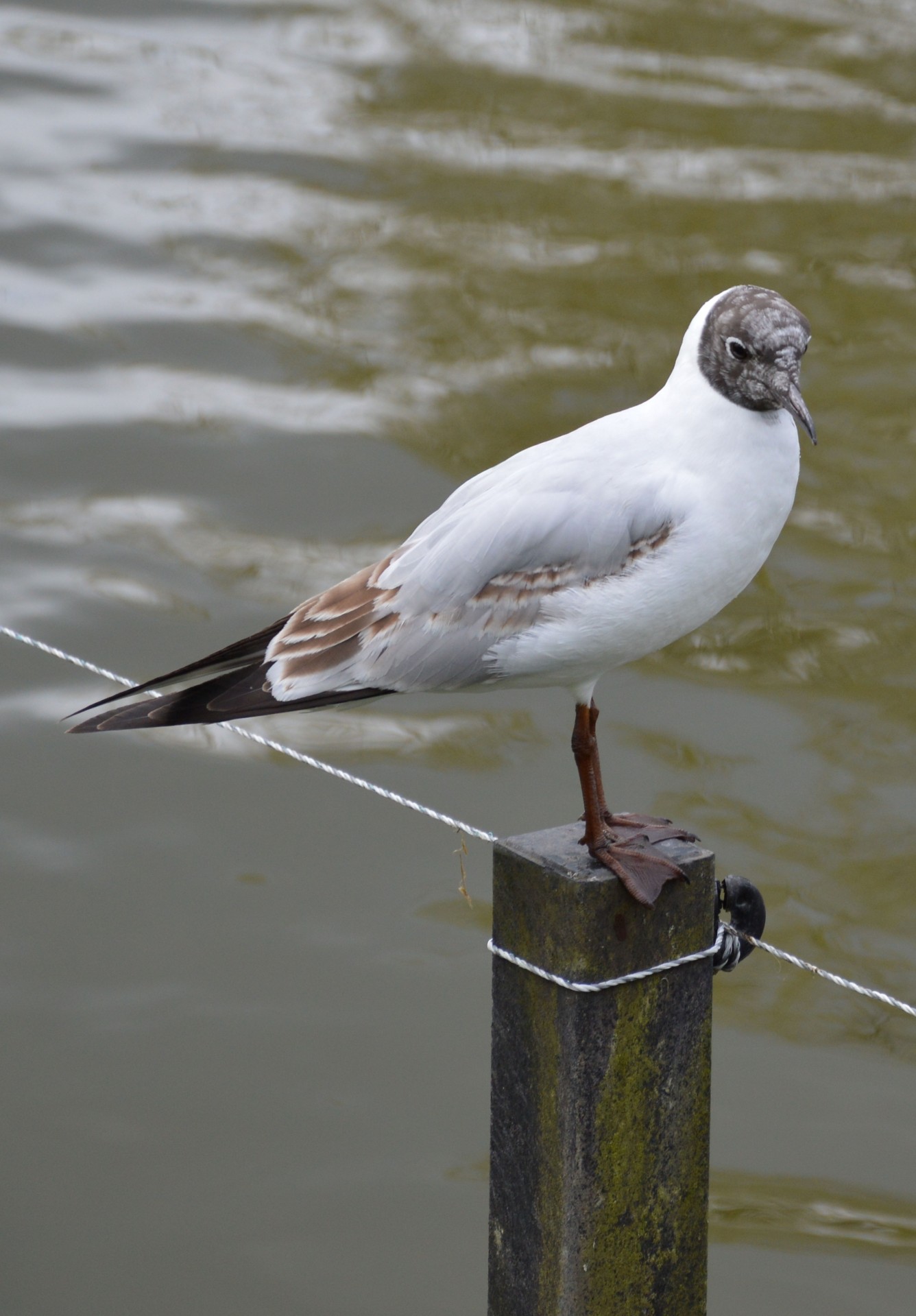 gull water sea free photo