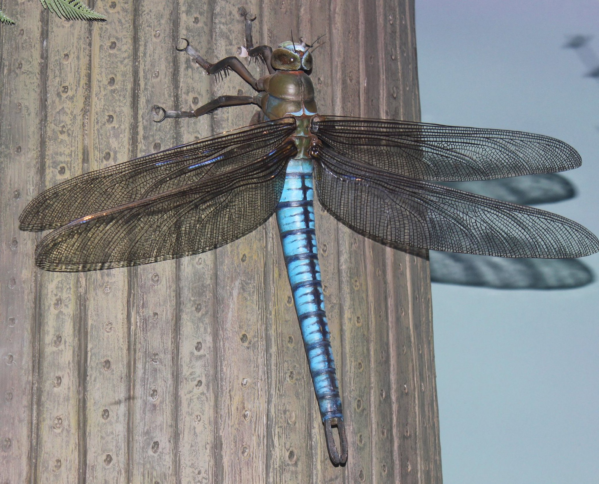 bugs dragonfly jurassic free photo