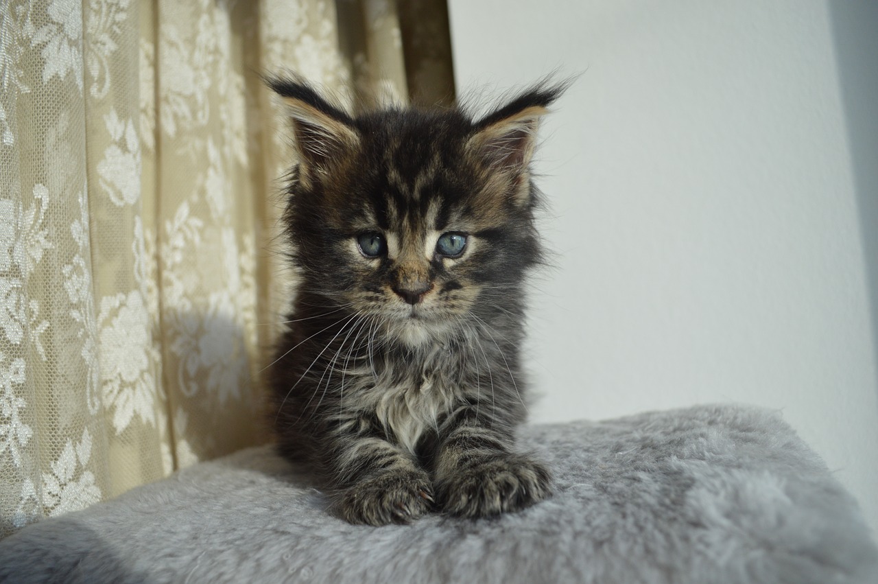 mejnkun maine coon mainkan free photo