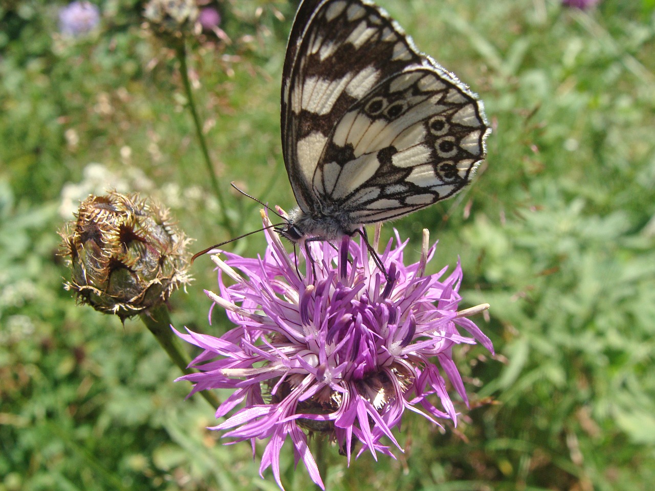 melanargia galathea butterfly nature free photo