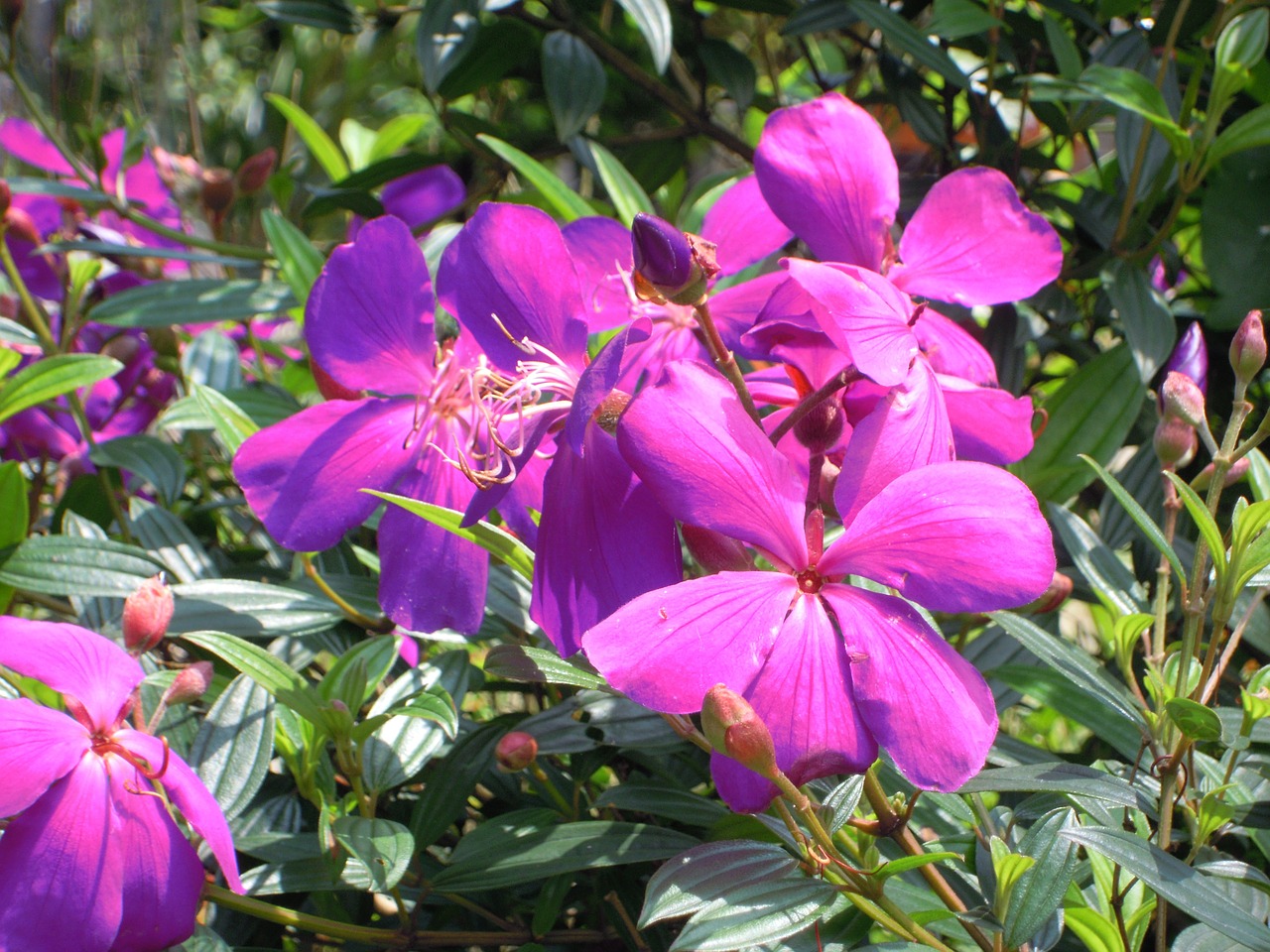 melastoma purple wild flowers free photo