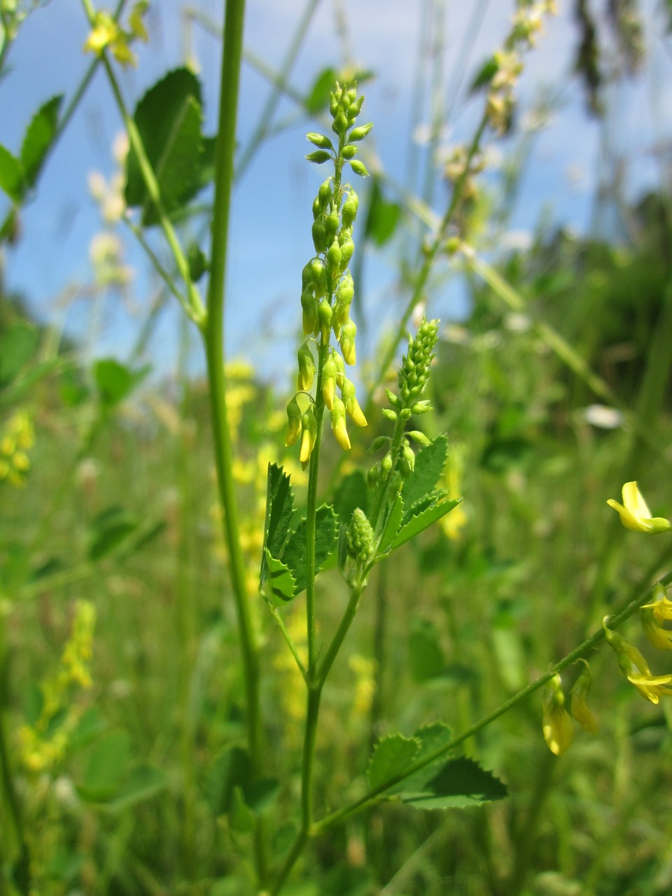 melilotus officinalis yellow sweet clover yellow melilot free photo