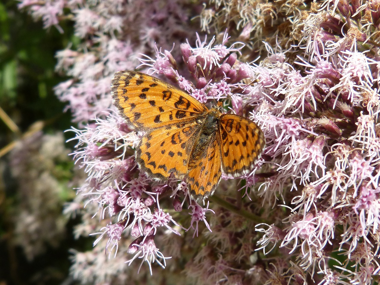 melitaea deione butterfly damer dels conillets free photo